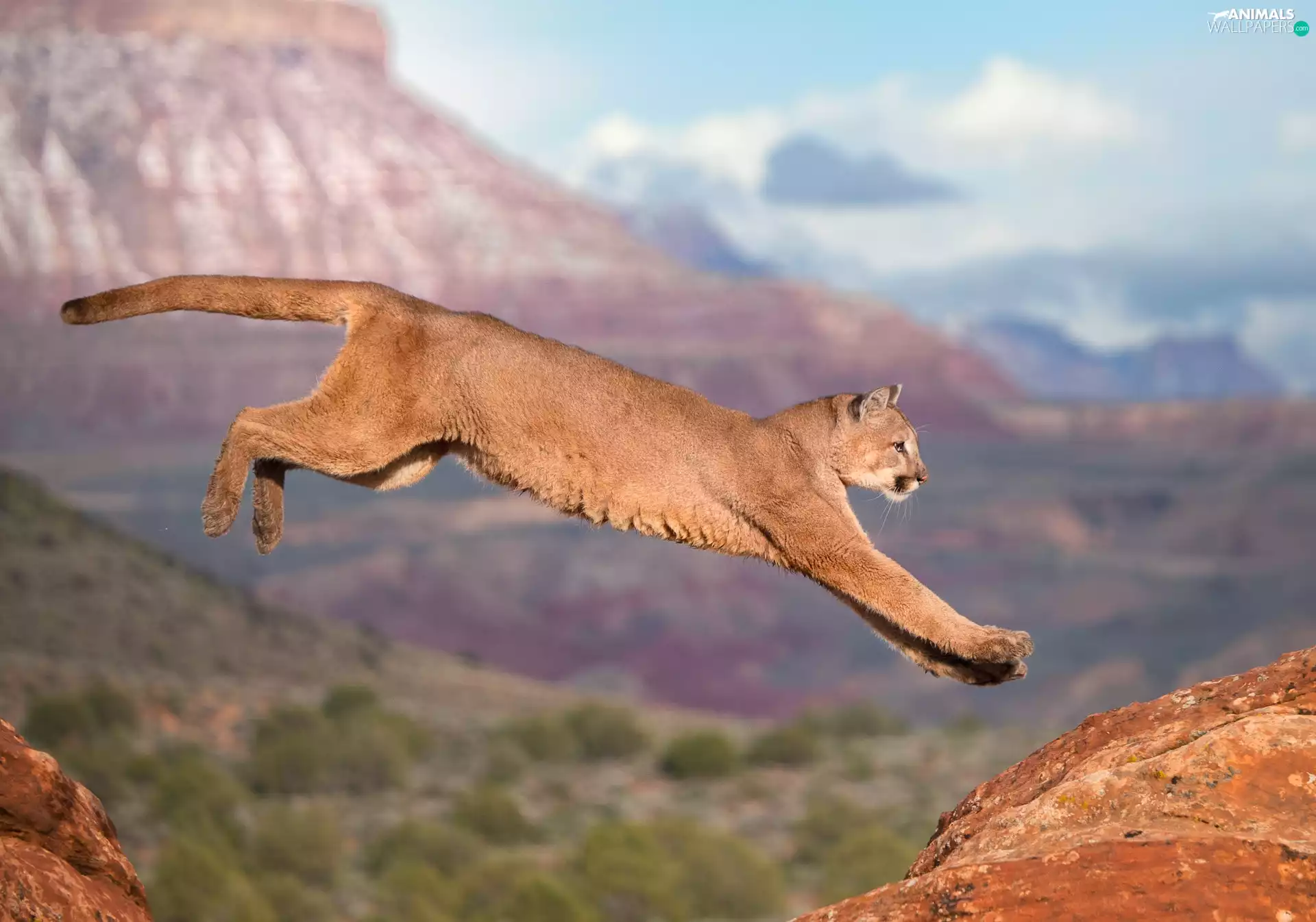 jump, cougar, Mountains