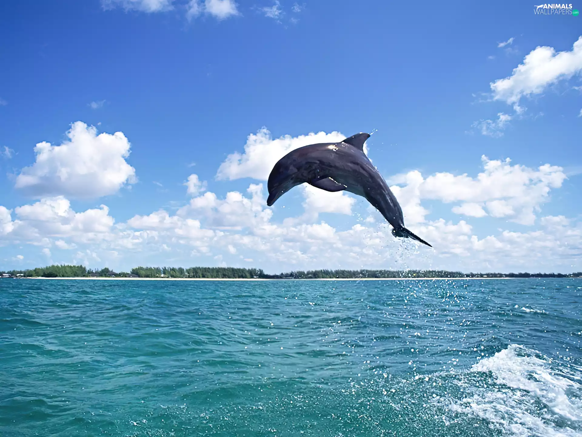 jump, dolphin, sea
