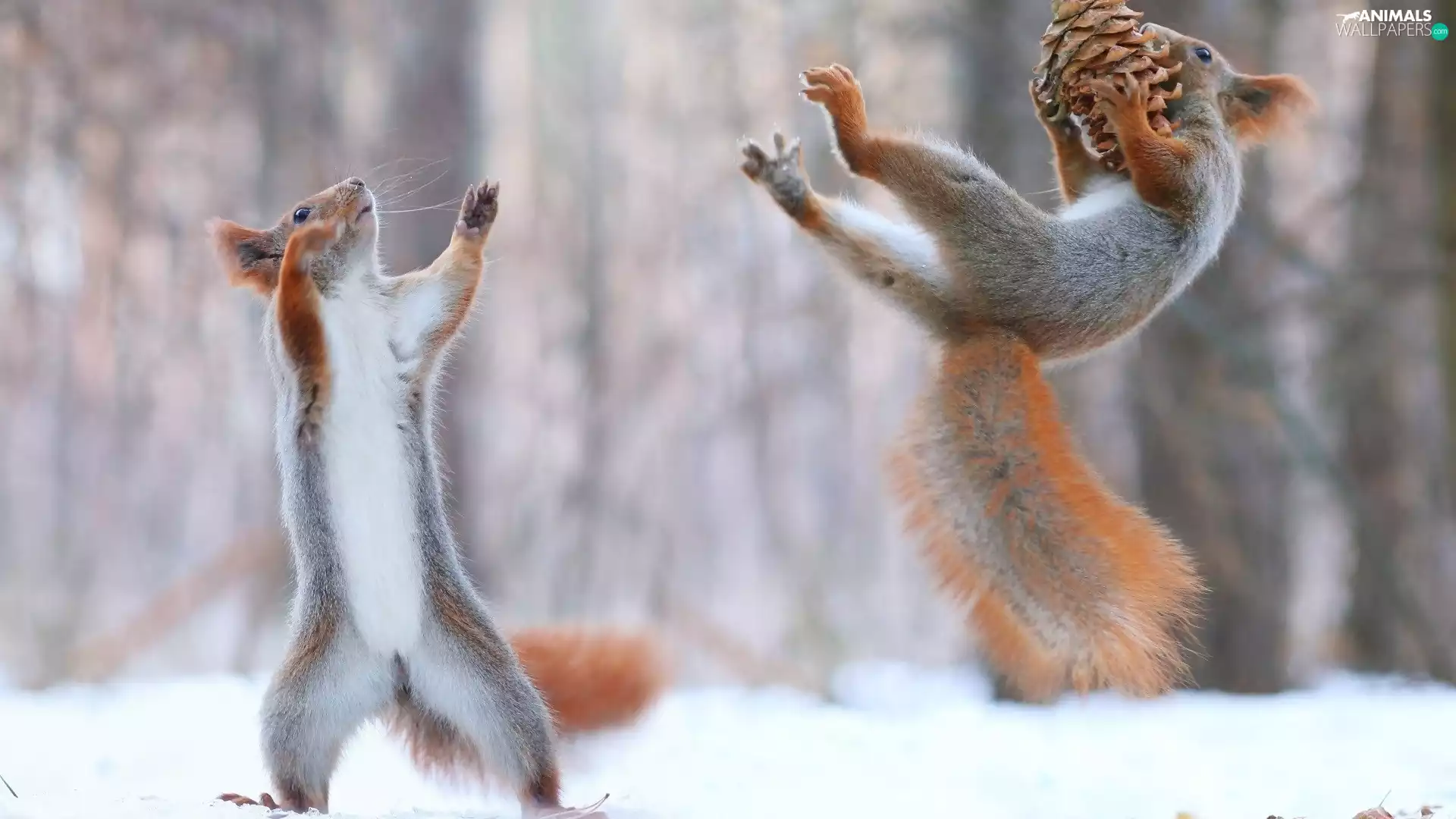 cone, jump, squirrels, winter, Two