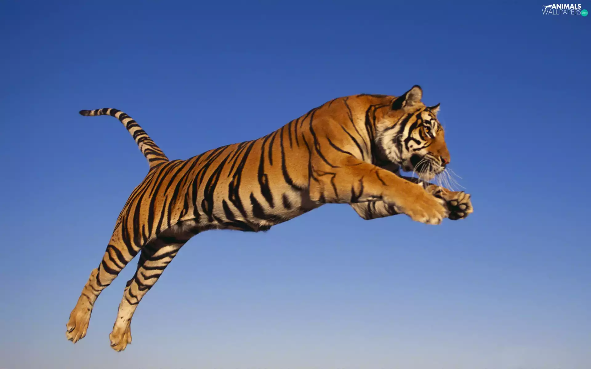 jump, tiger