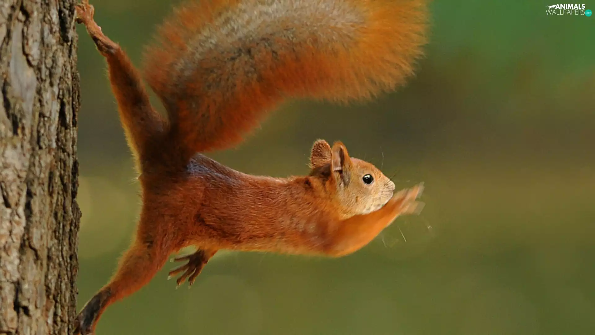 jump, squirrel, trees