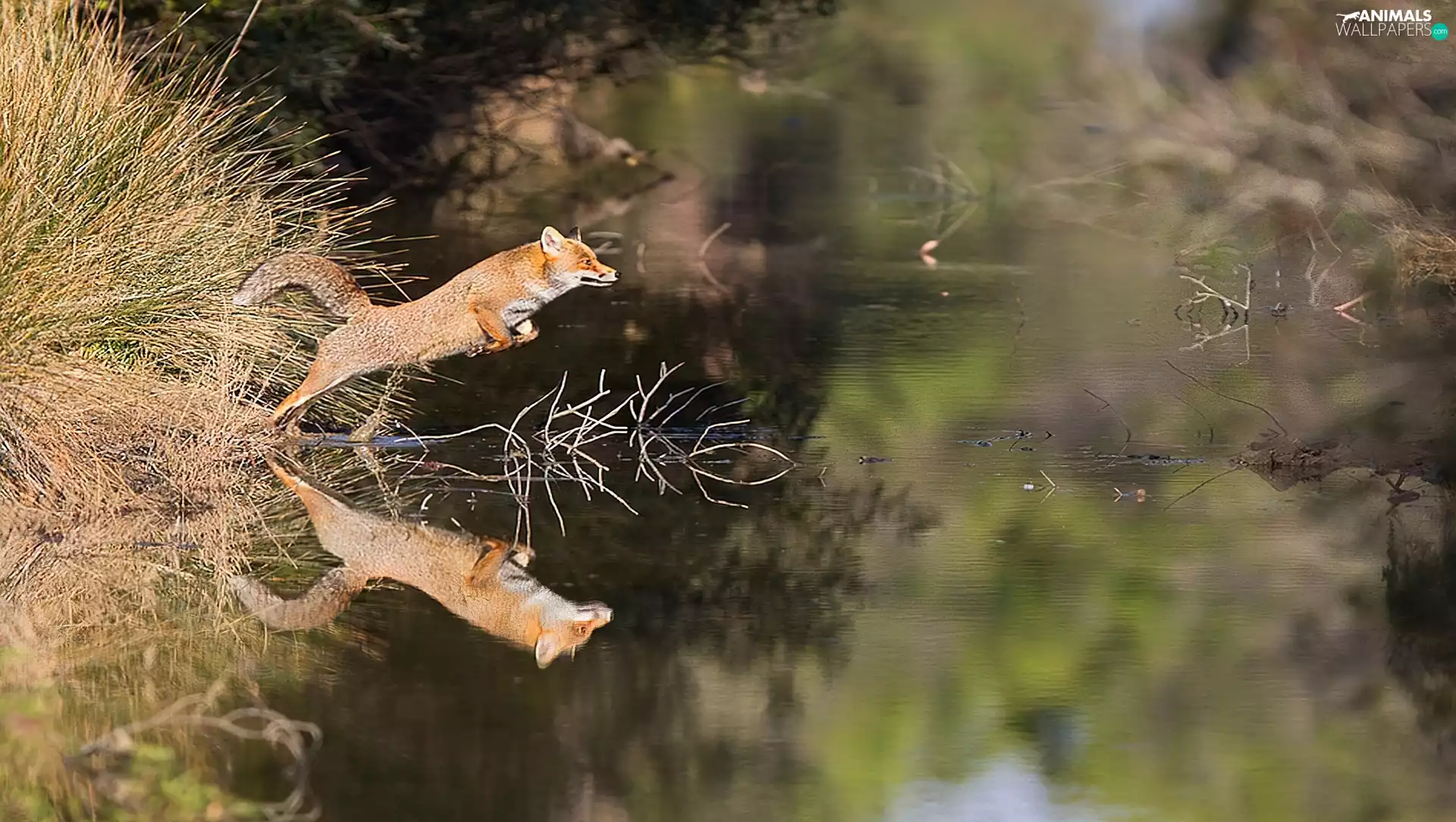 jump, Fox, water