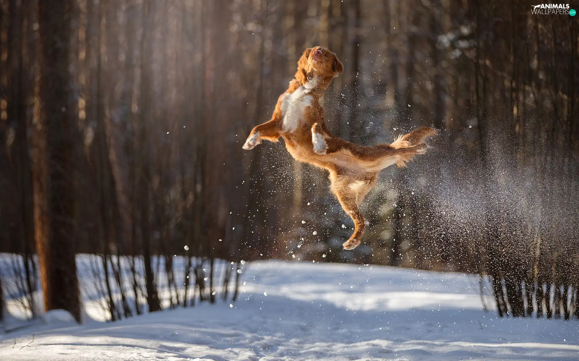 winter, dog, jump, forest