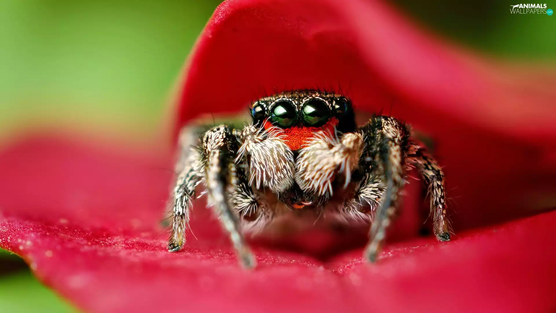 Close, Spider, Zebra Jumper