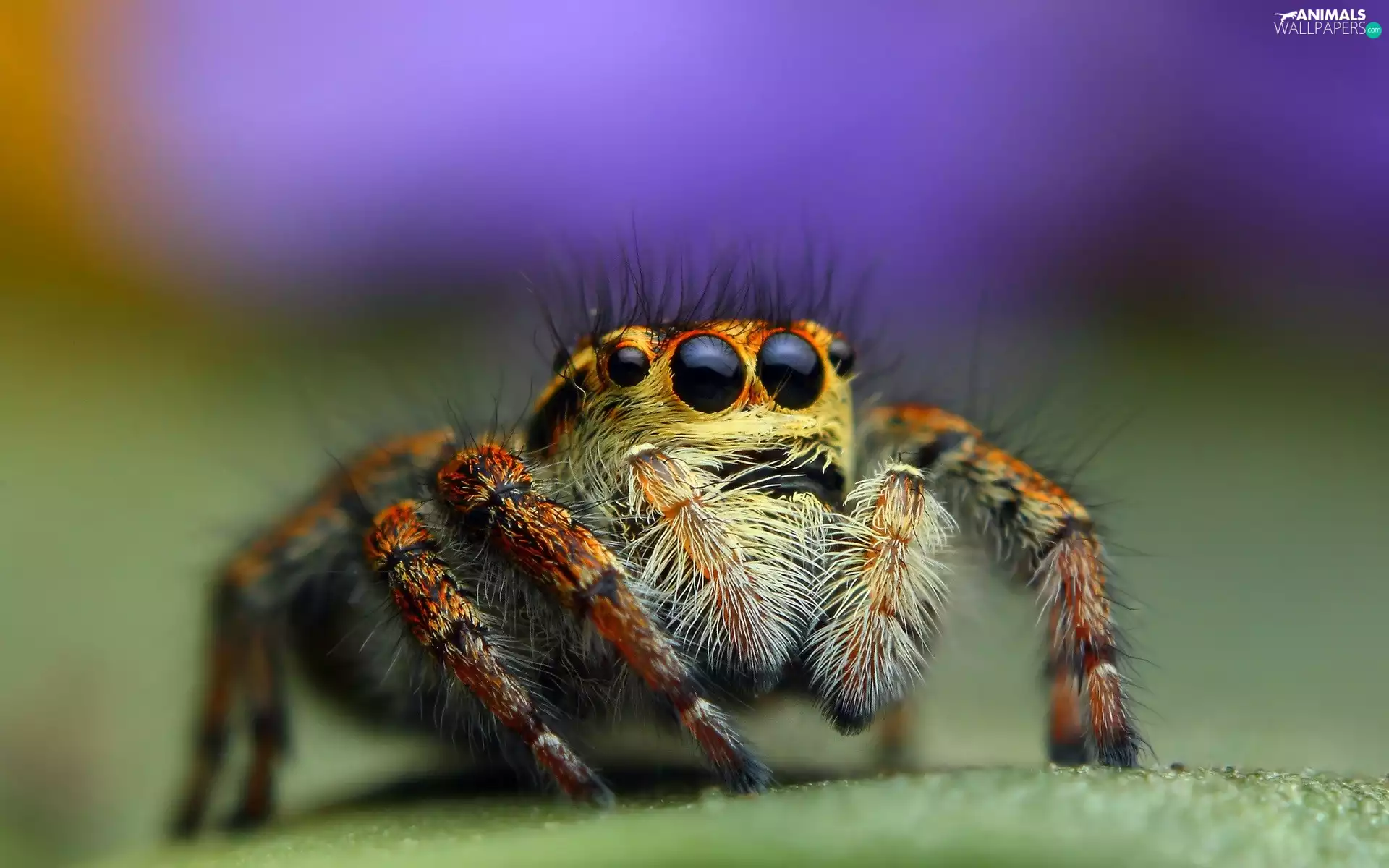 Eyes, Spider, Zebra Jumper