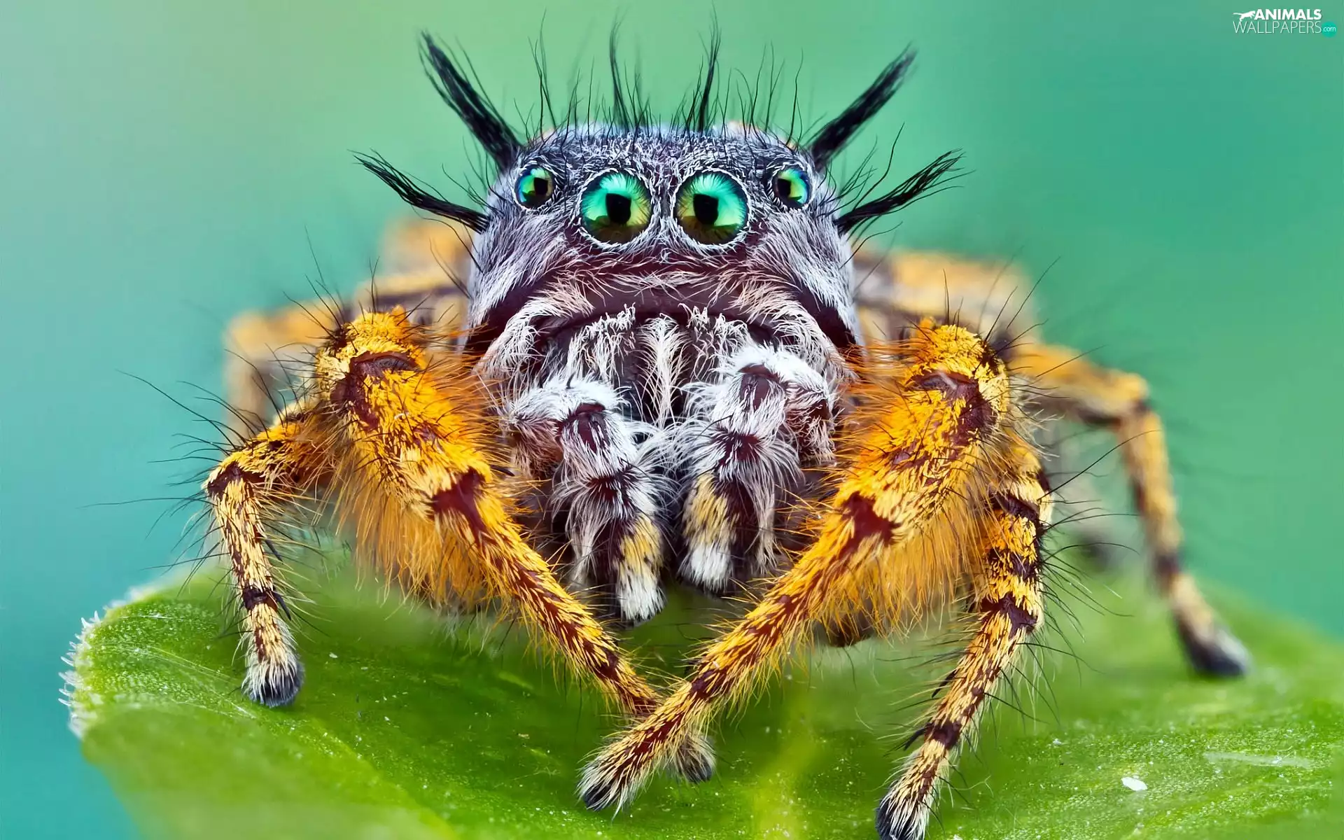 Eyes, Spider, Zebra Jumper