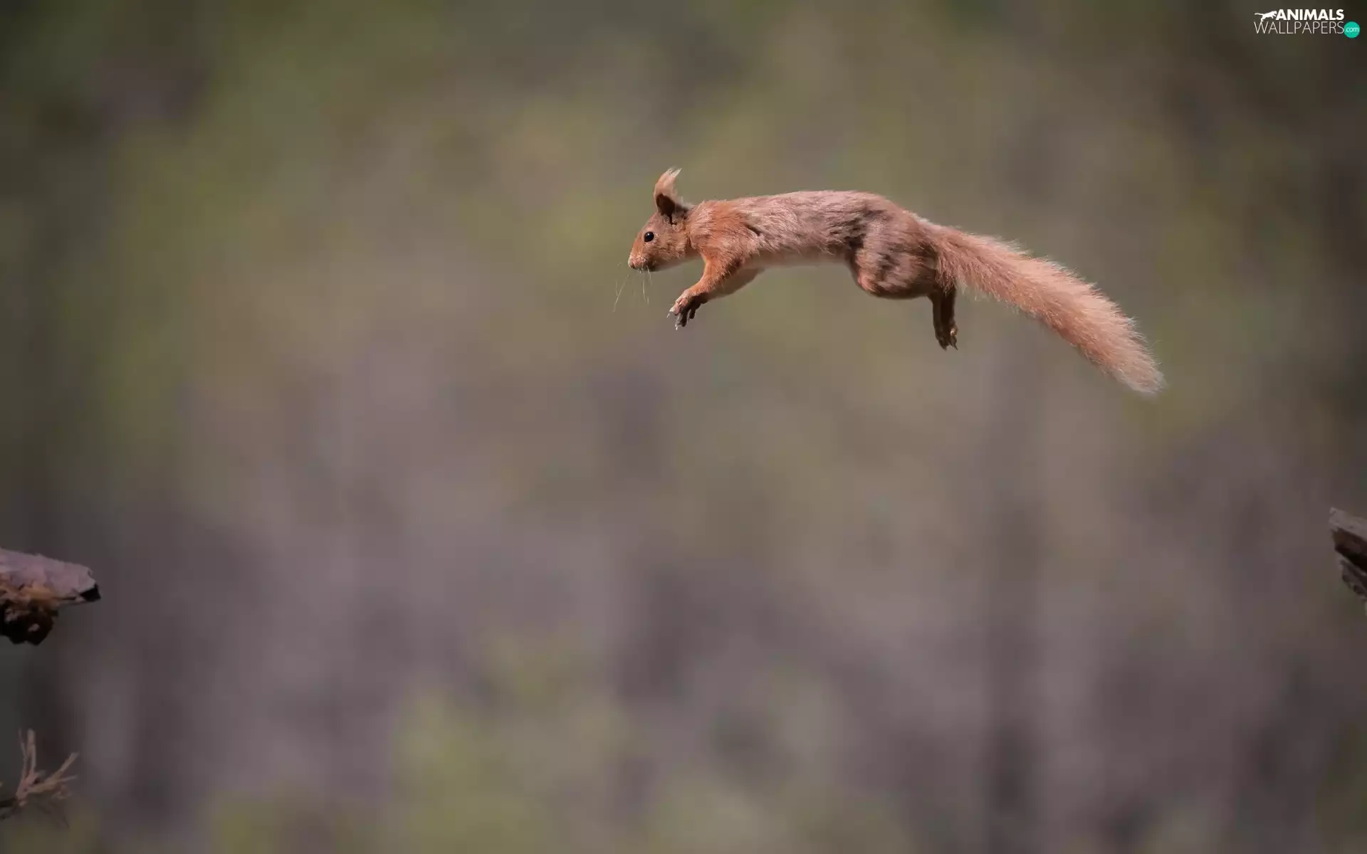jumping, squirrel
