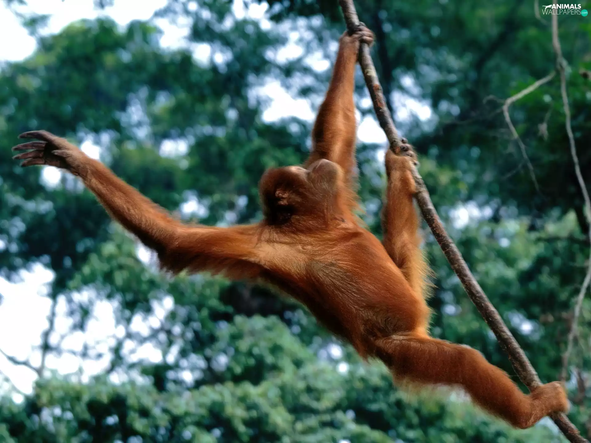 jungle, Monkey, liane