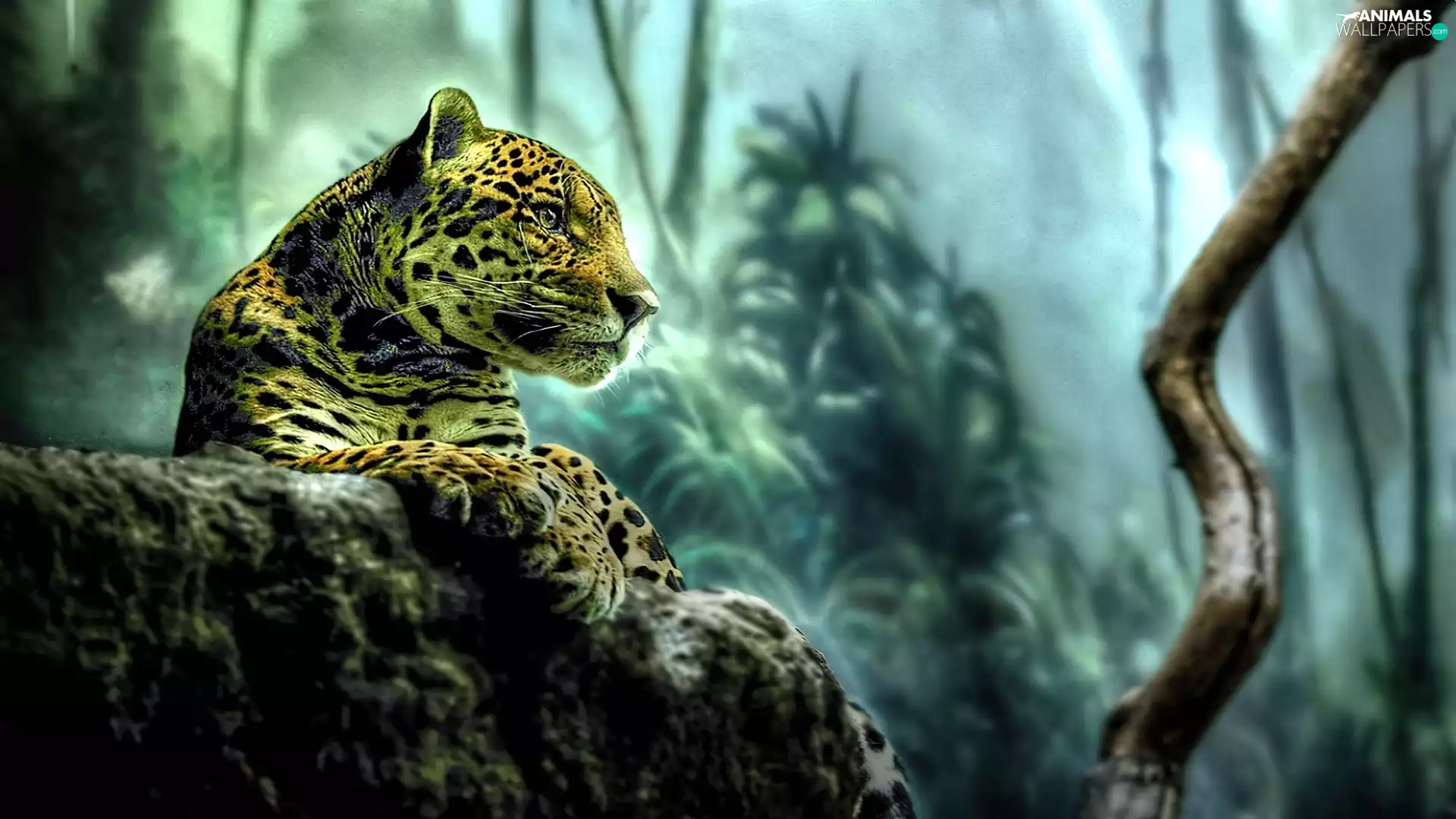 jungle, Leopards, Rocks