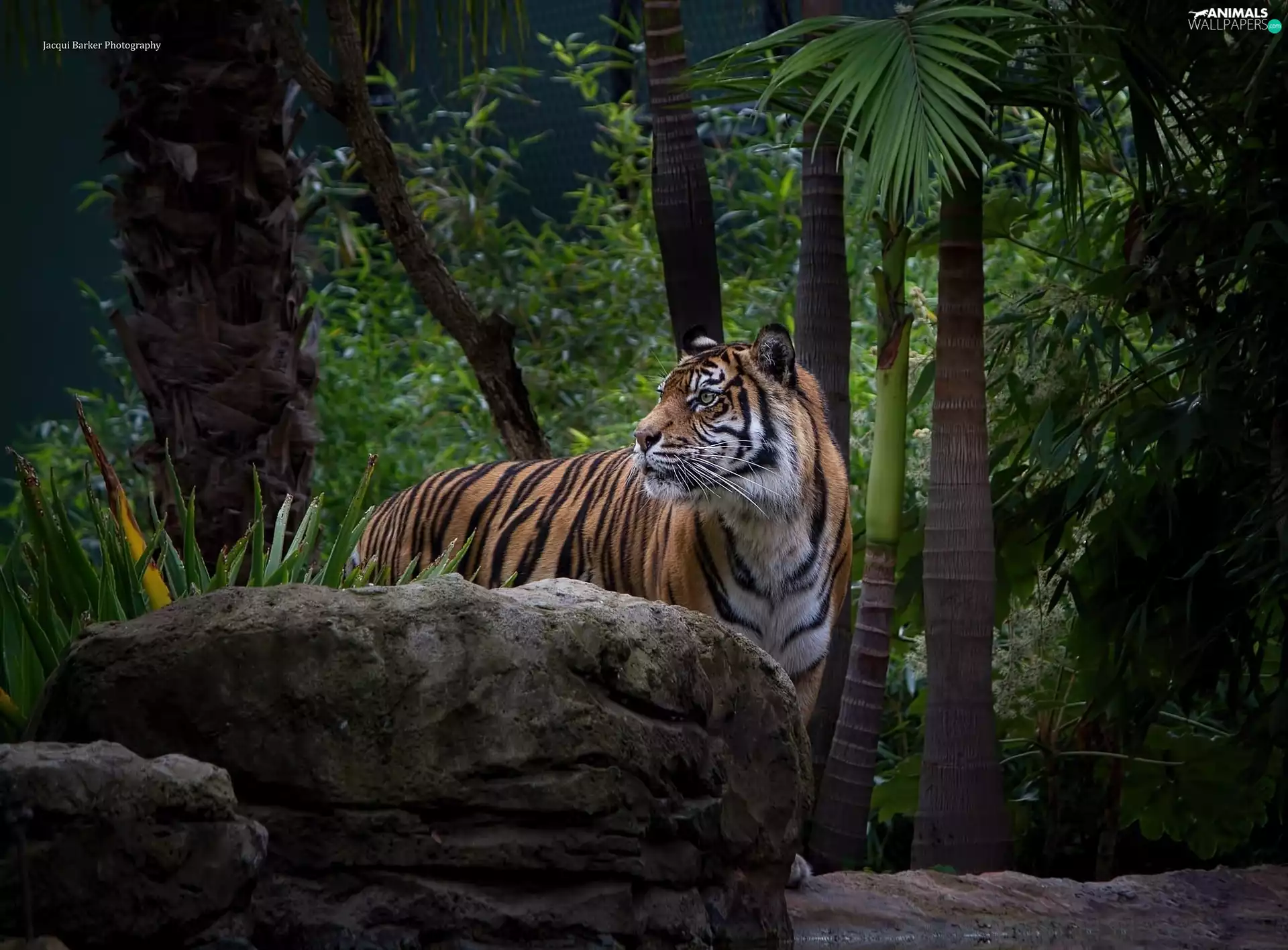 jungle, tiger, Stone