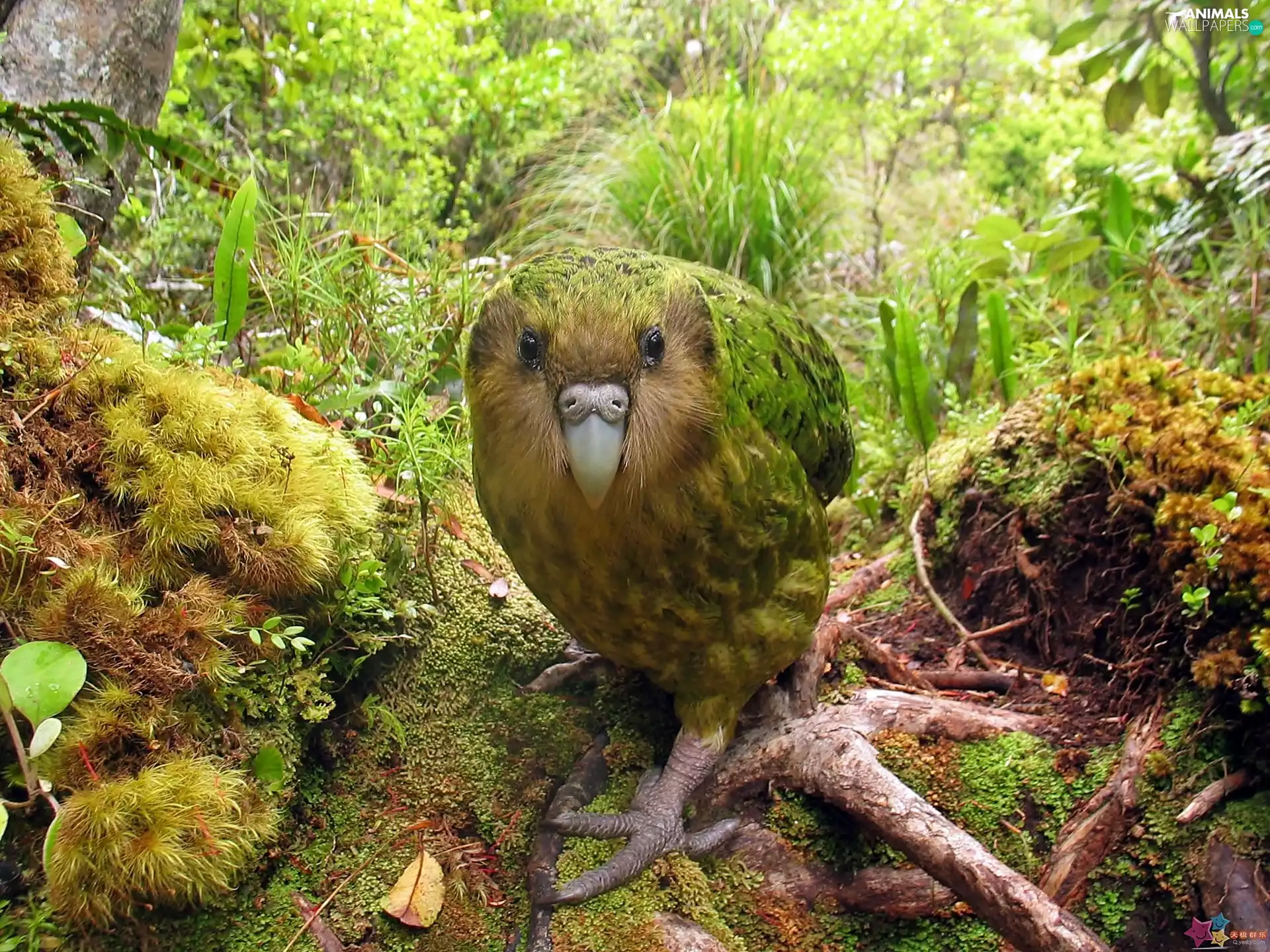 Kakapo, summer, jungle