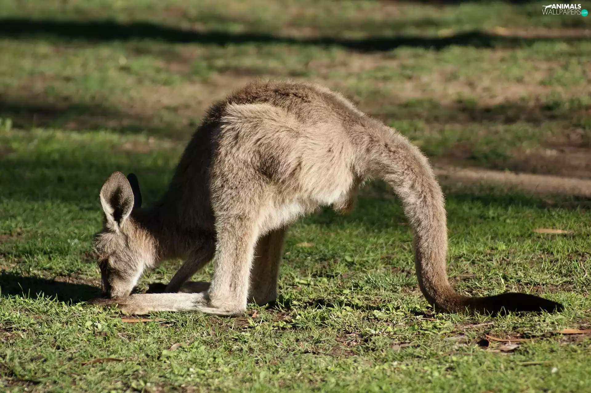 kangaroo