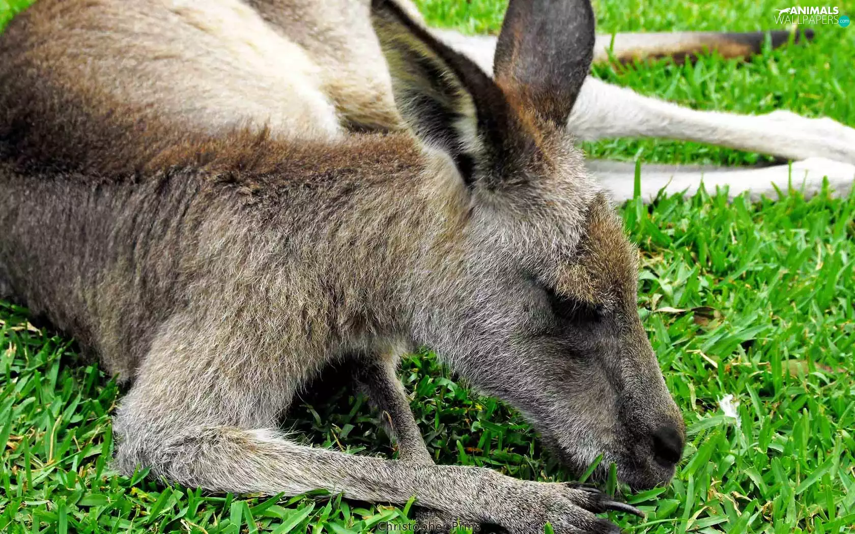 kangaroo