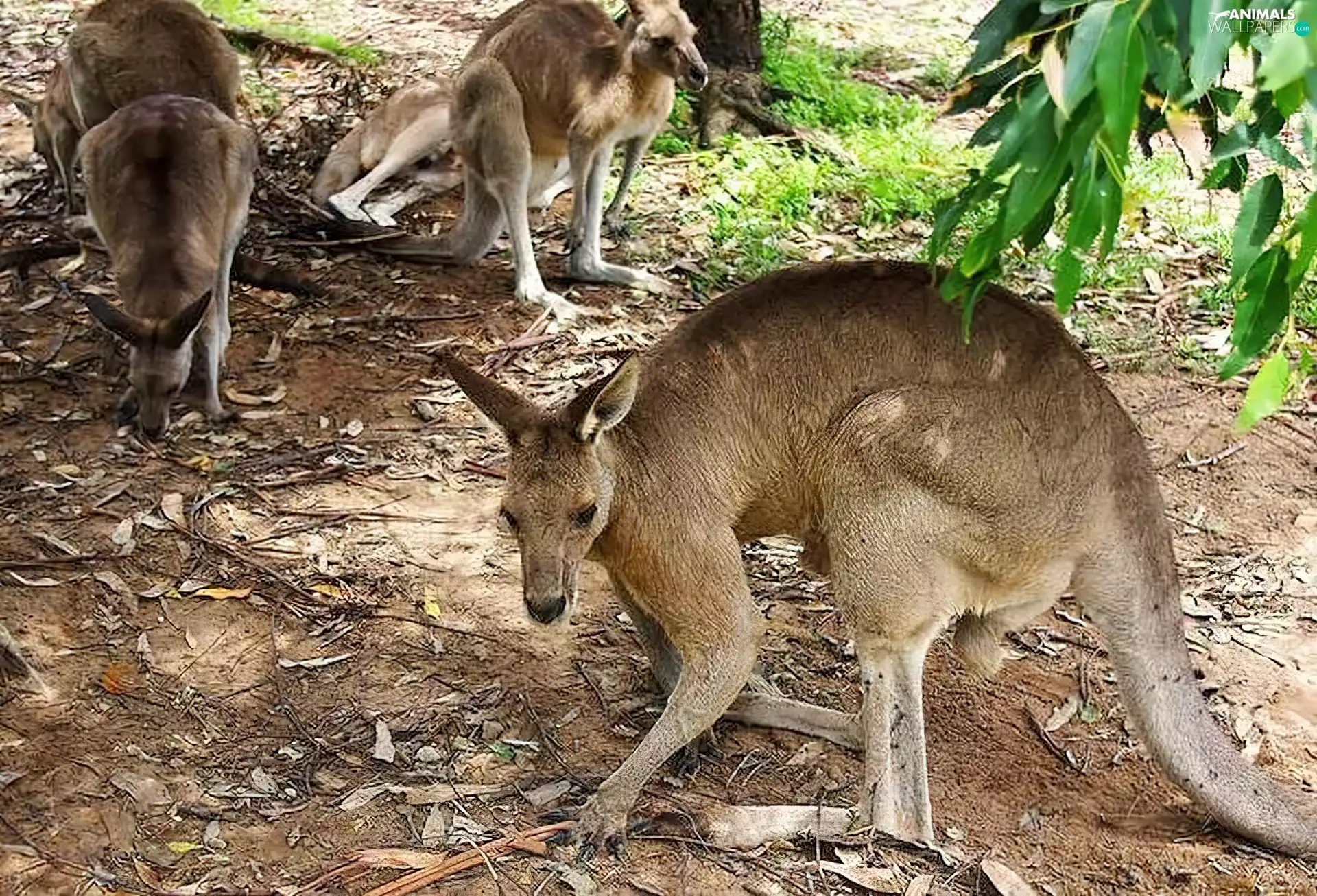 kangaroo, Australia