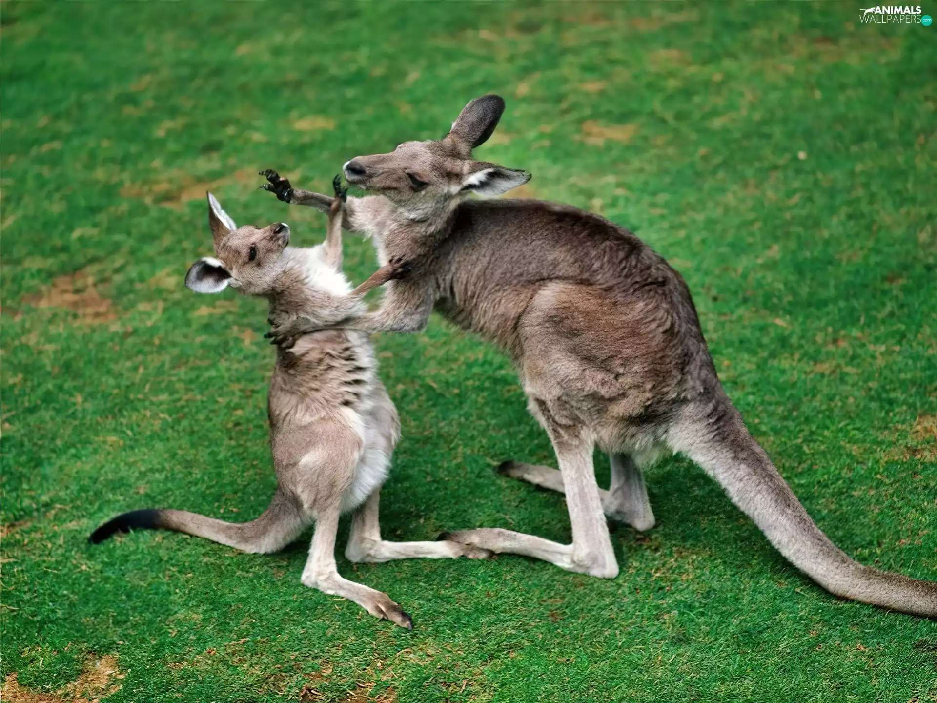 grass, Two cars, kangaroo