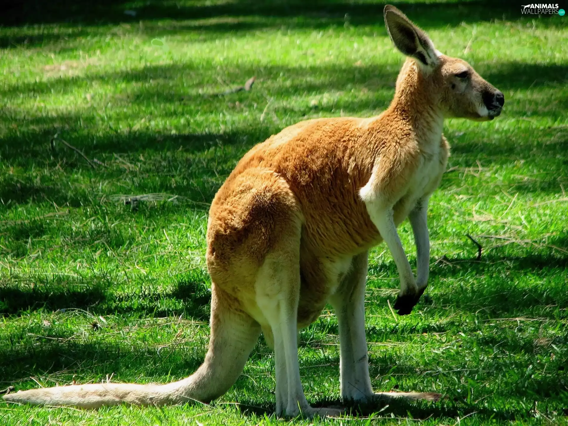 kangaroo, Meadow