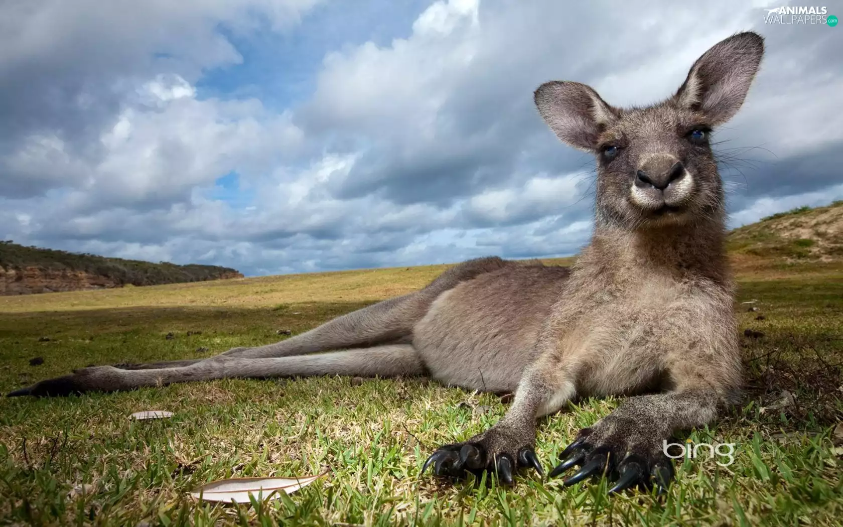 kangaroo, Meadow