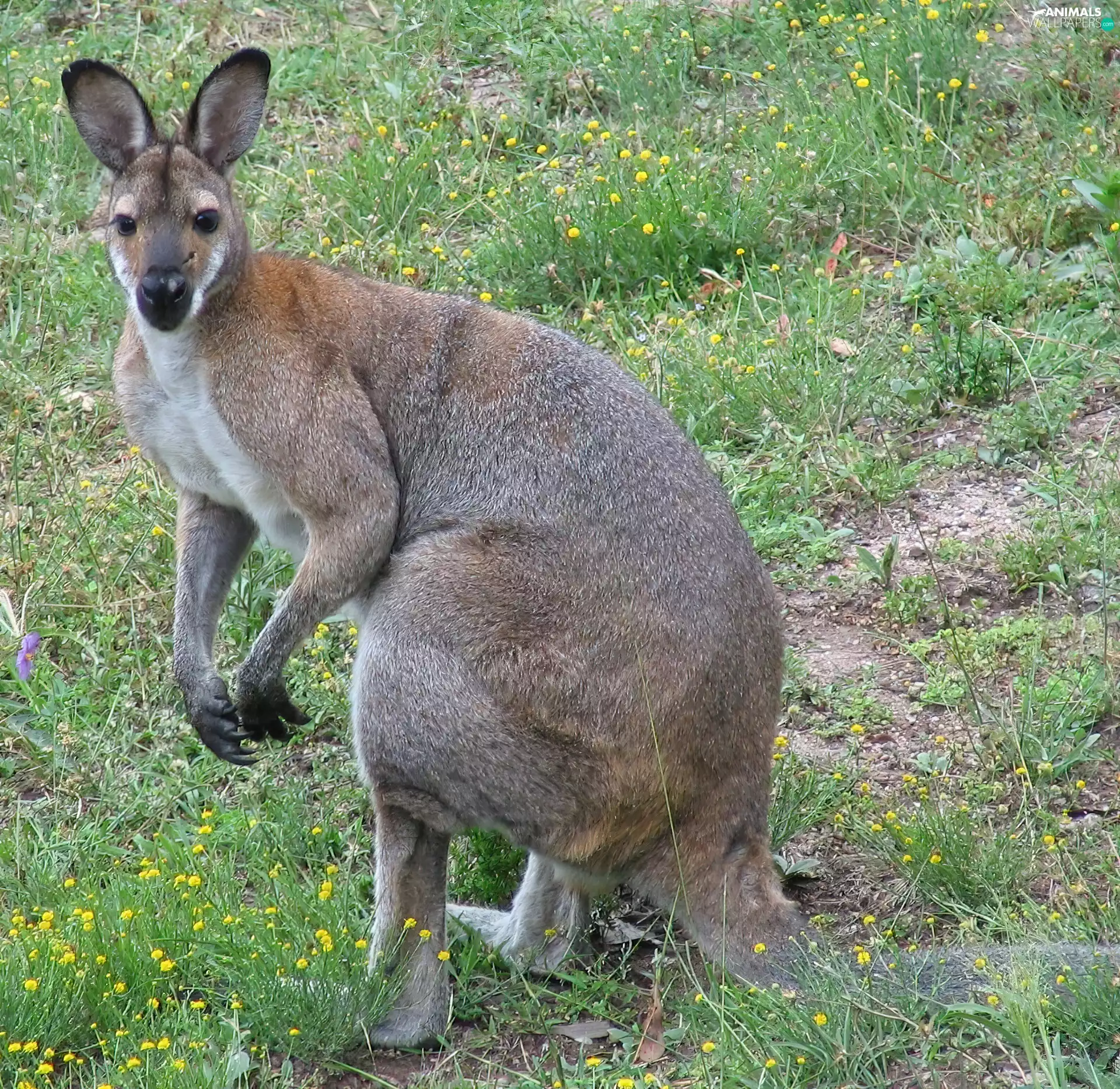 kangaroo, Meadow