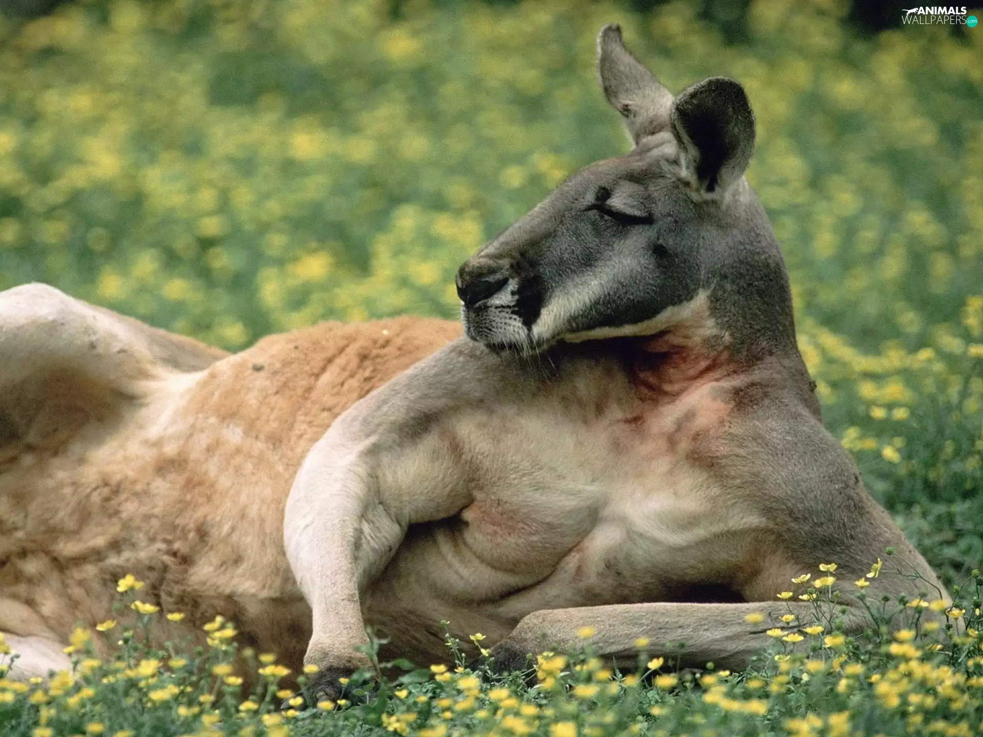 kangaroo, resting
