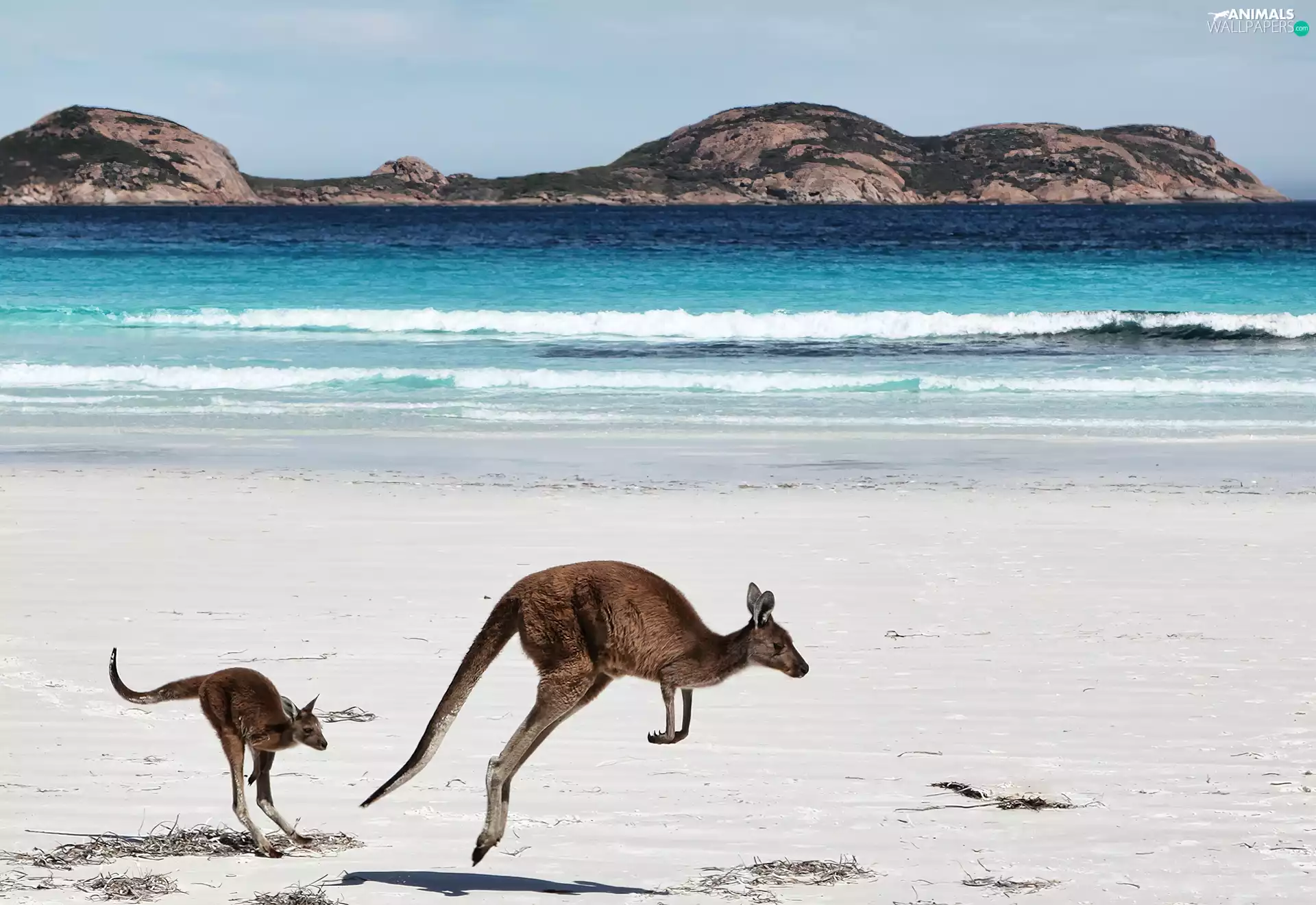 kangaroo, sea