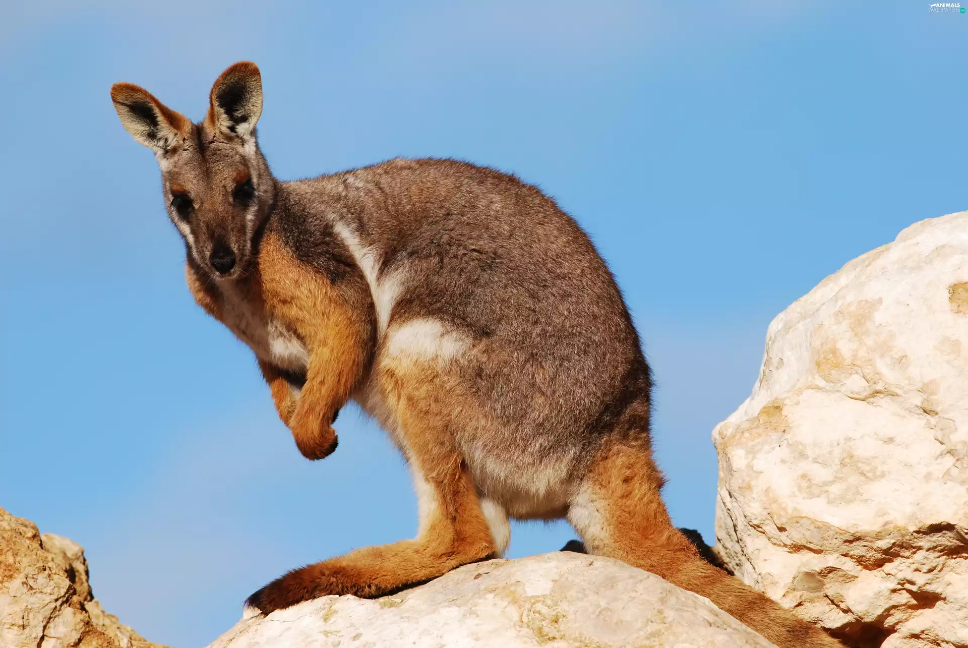 kangaroo, Stones