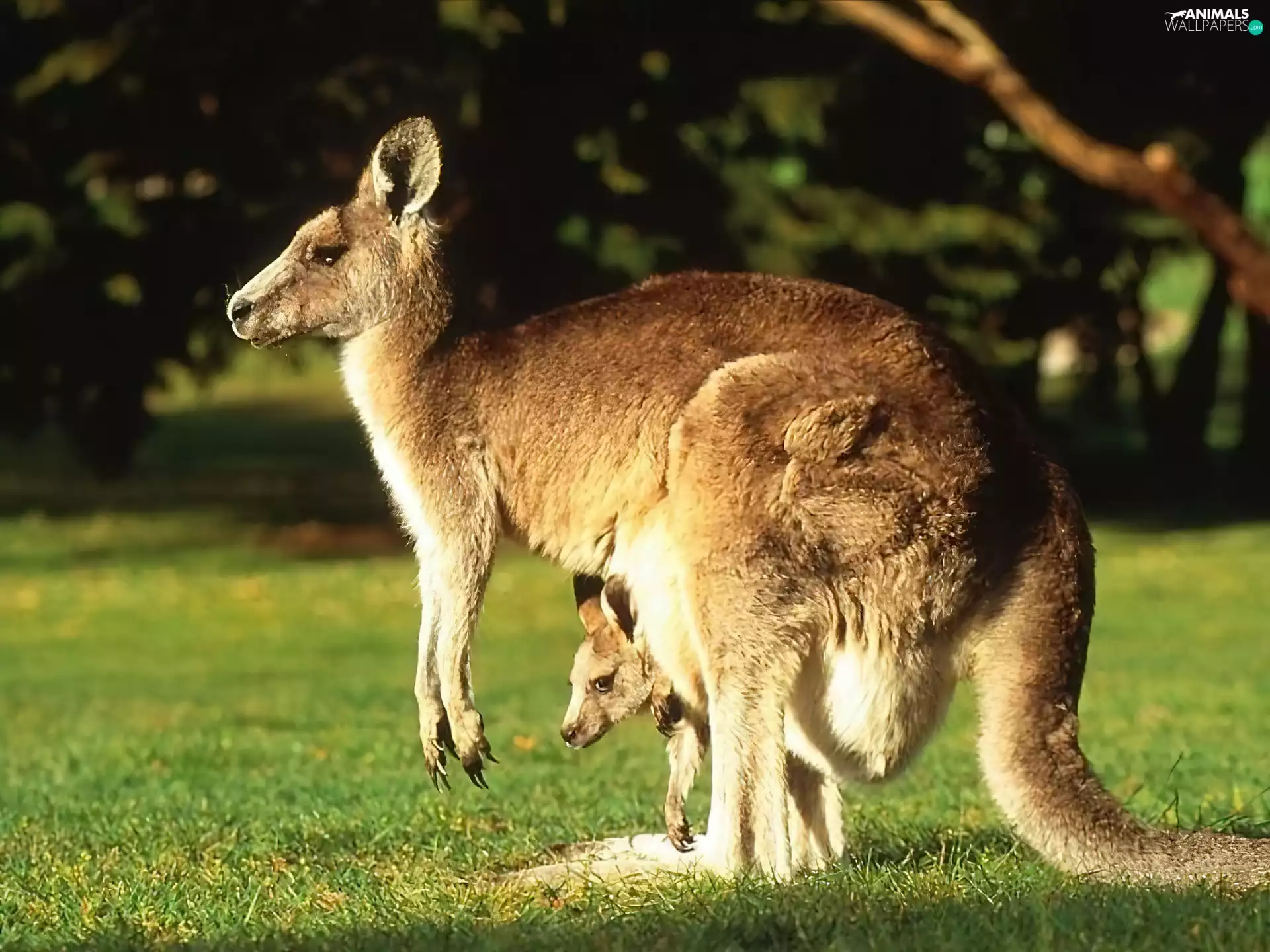kangaroo, female, young