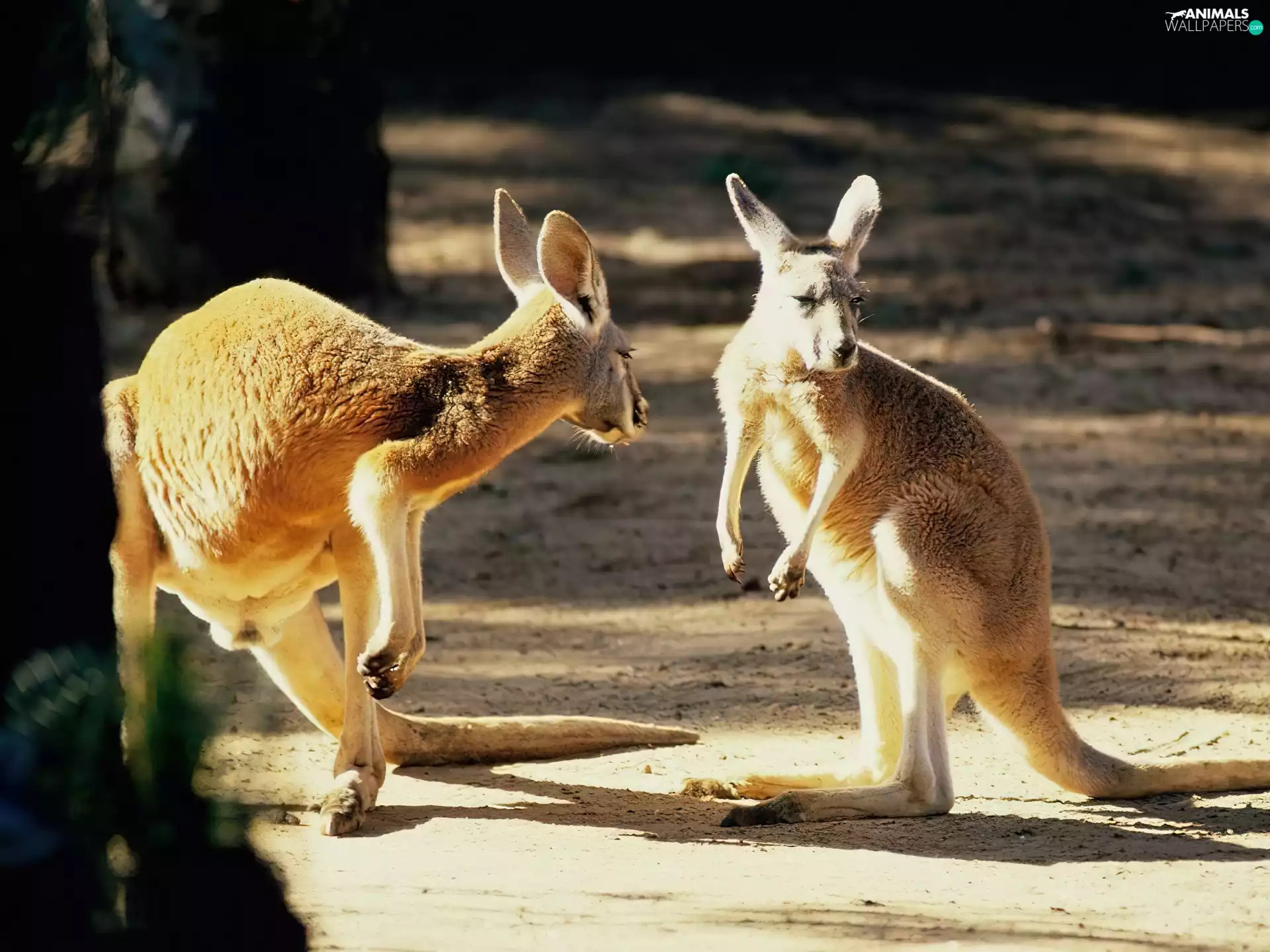 zoo, Two cars, kangaroo