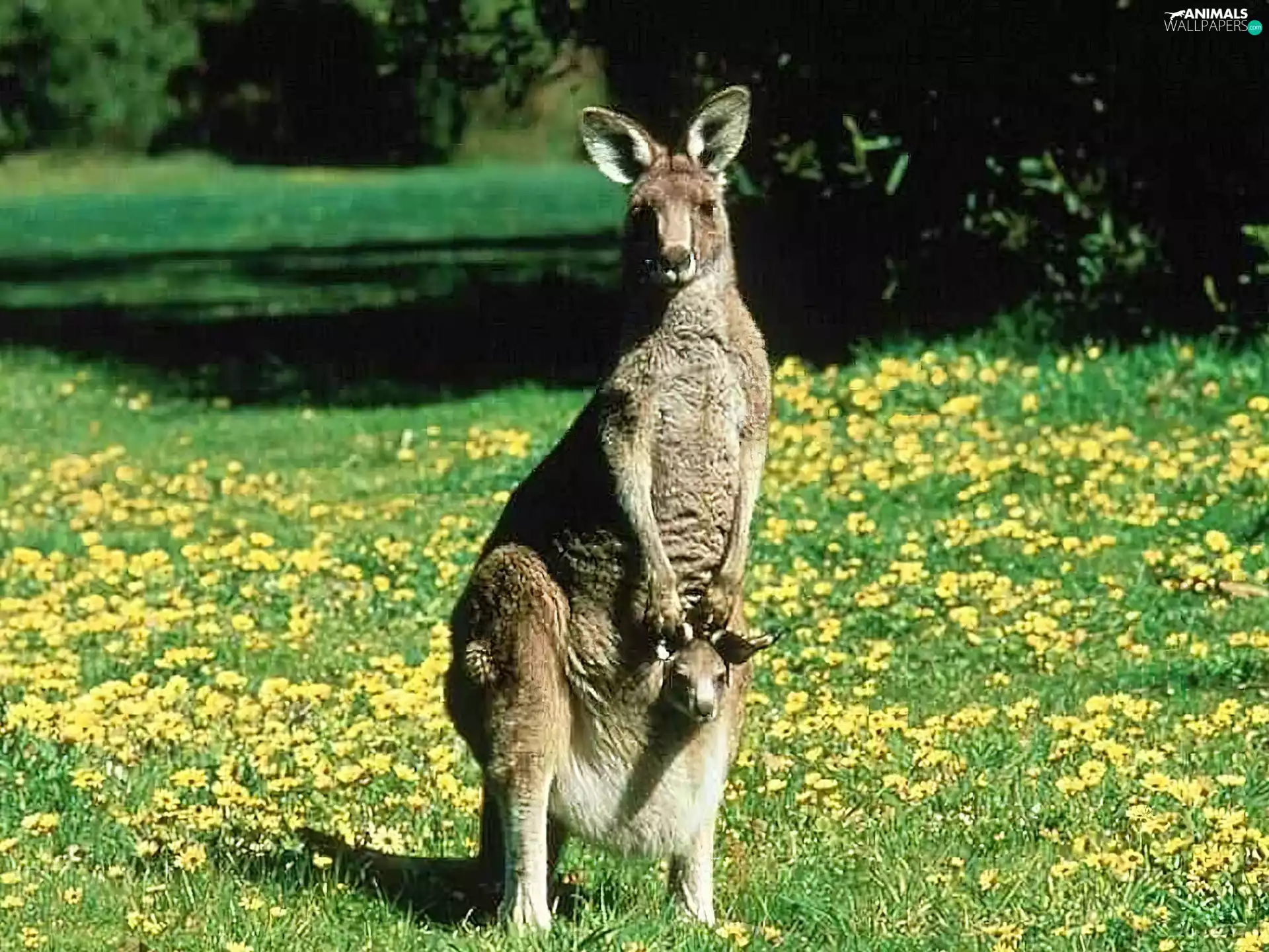 kangaroo
