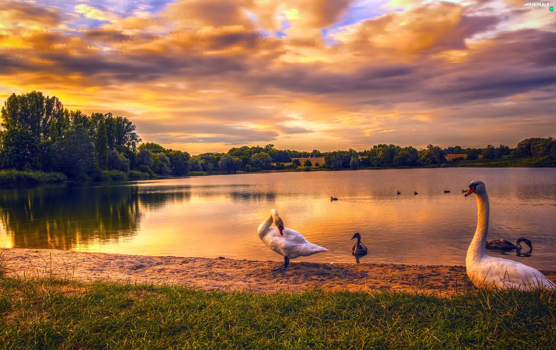 lake, Sunrise, Swan, Kaulsdorfer