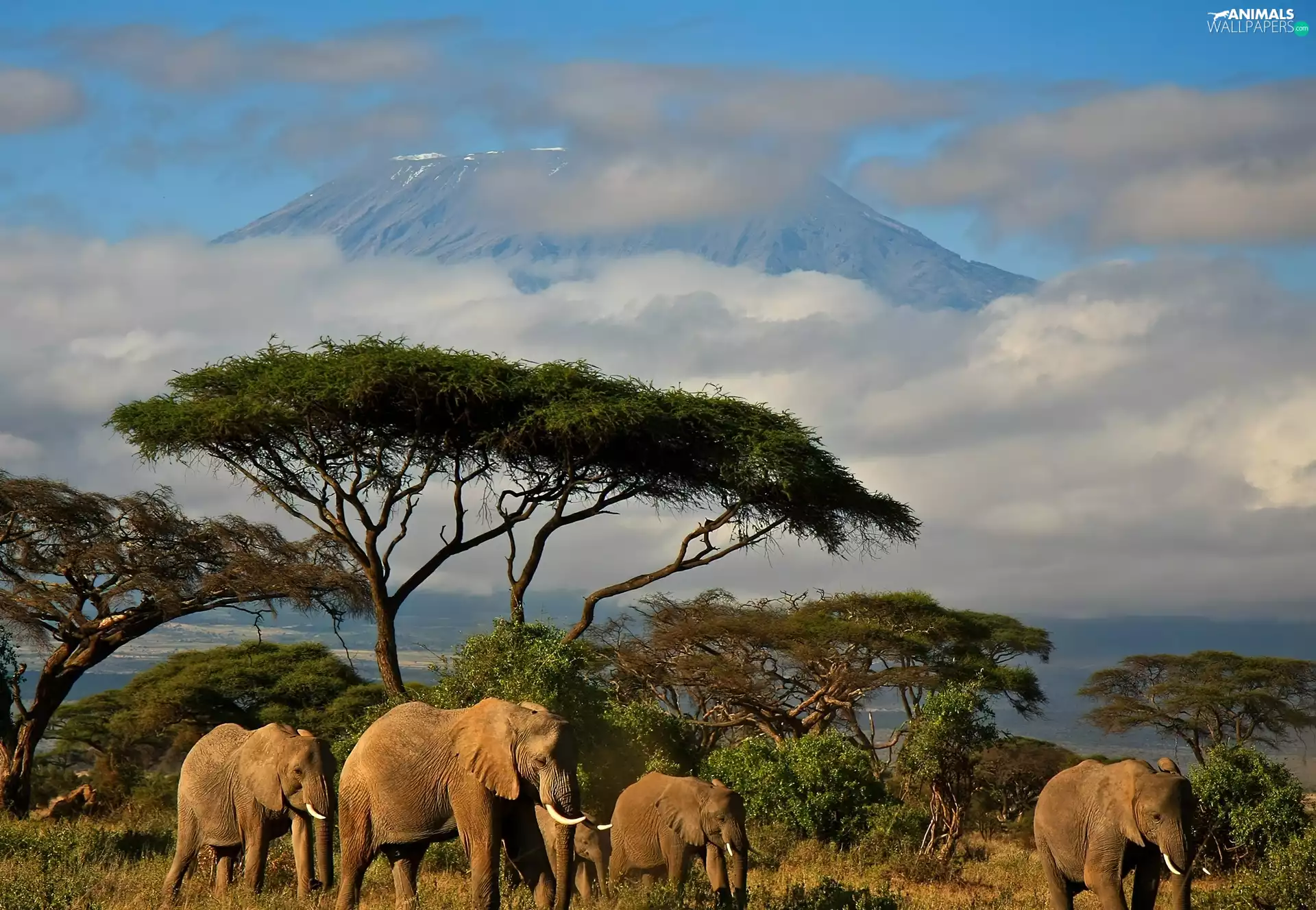 Kenya, Family, elephants