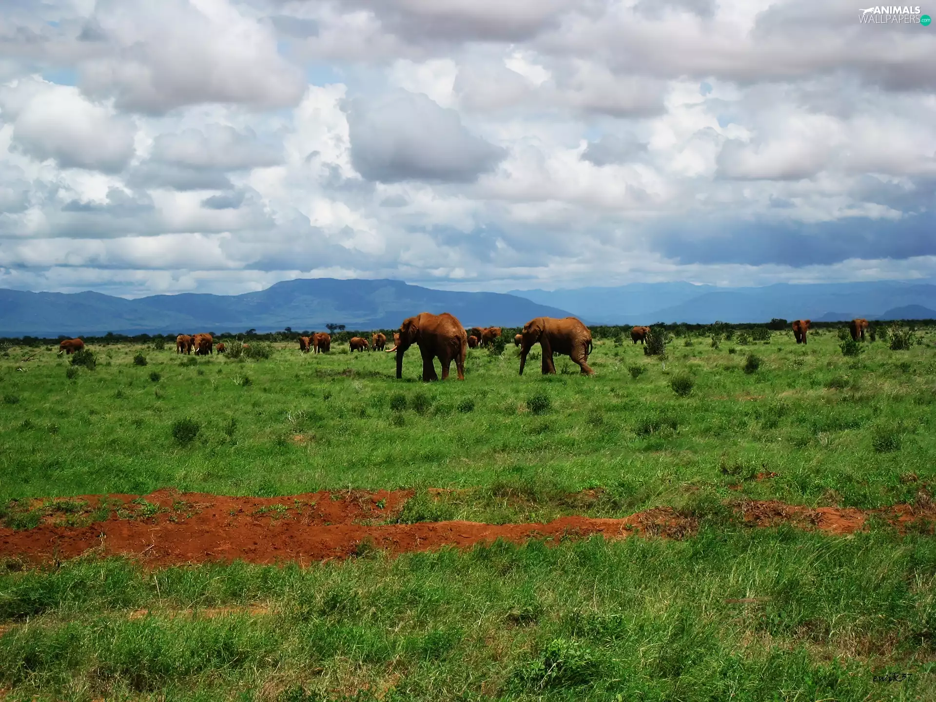 Kenya, herd, elephants