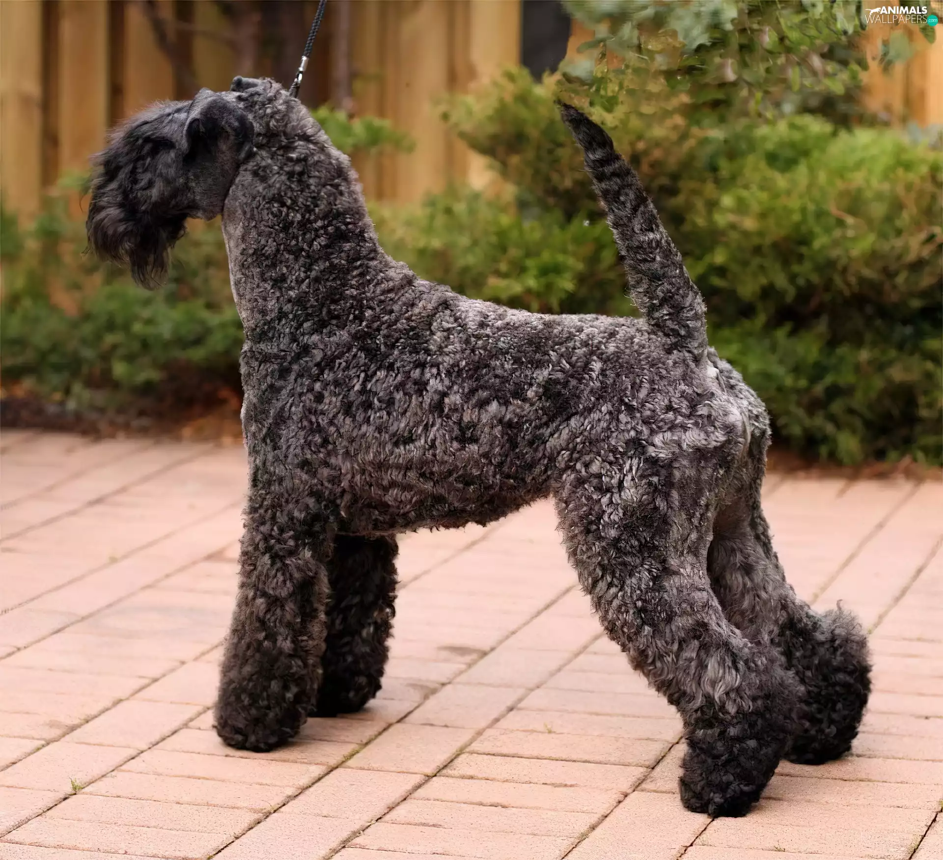 Kerry blue terrier