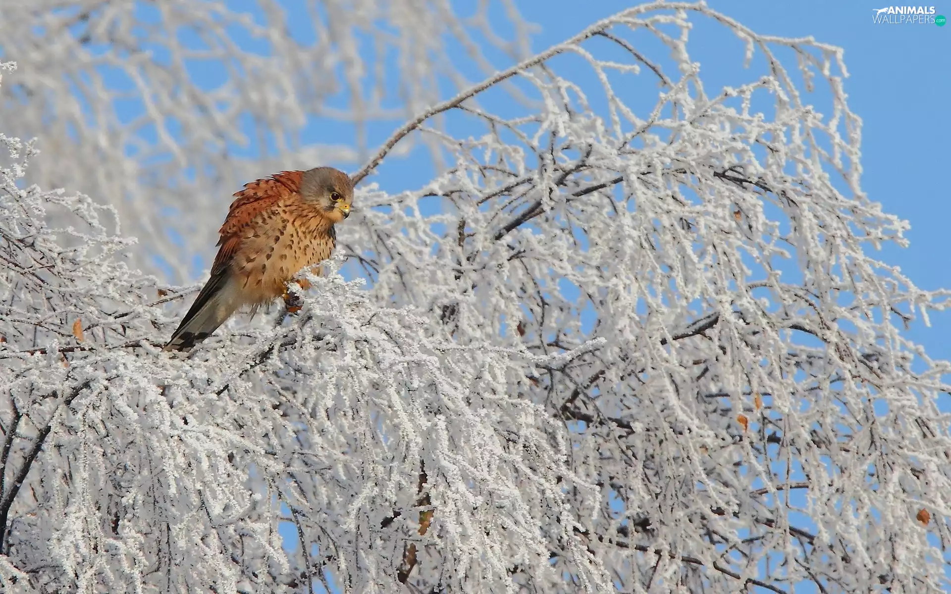 Bird, winter, trees, kestrel