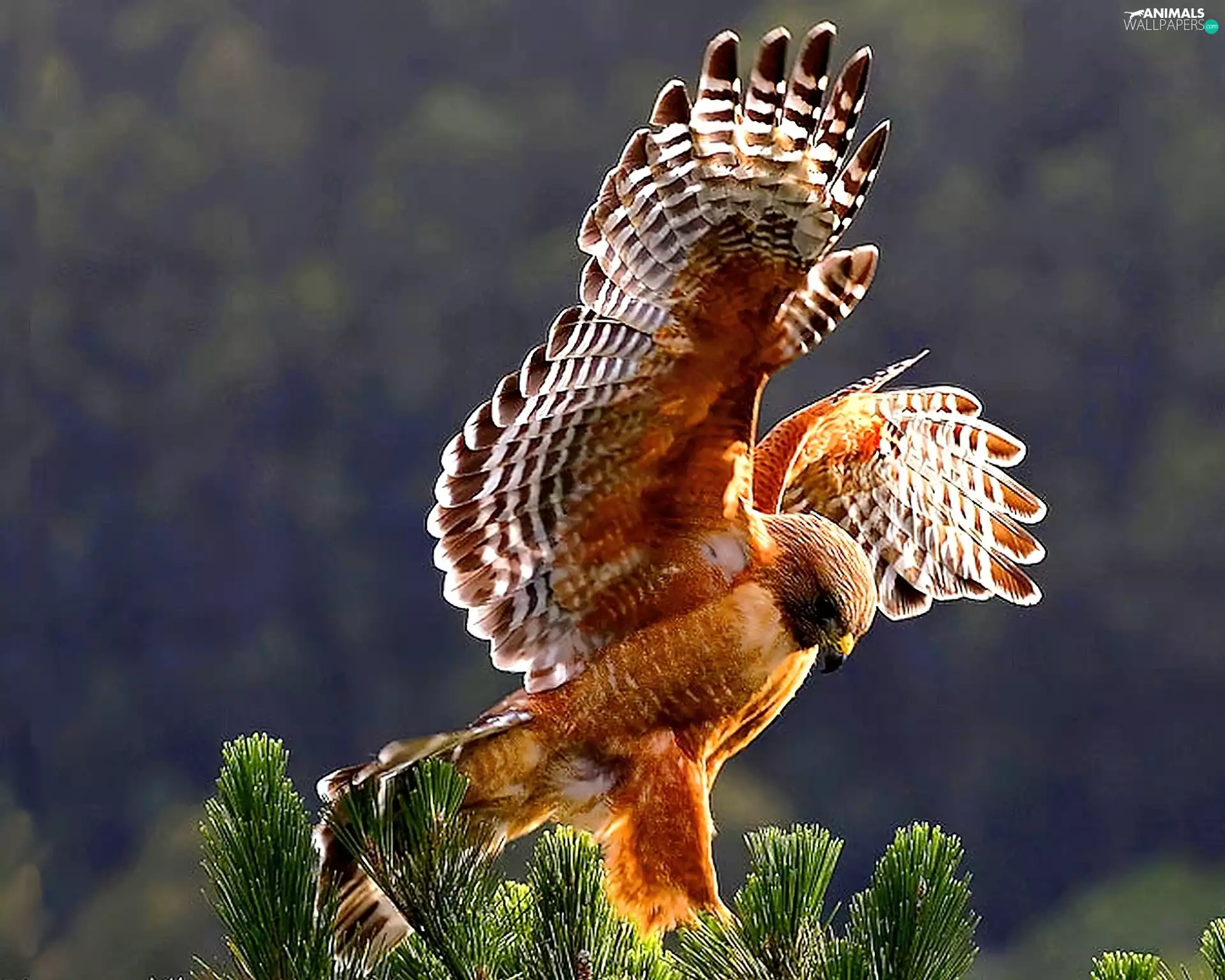 kestrel, wings, flight
