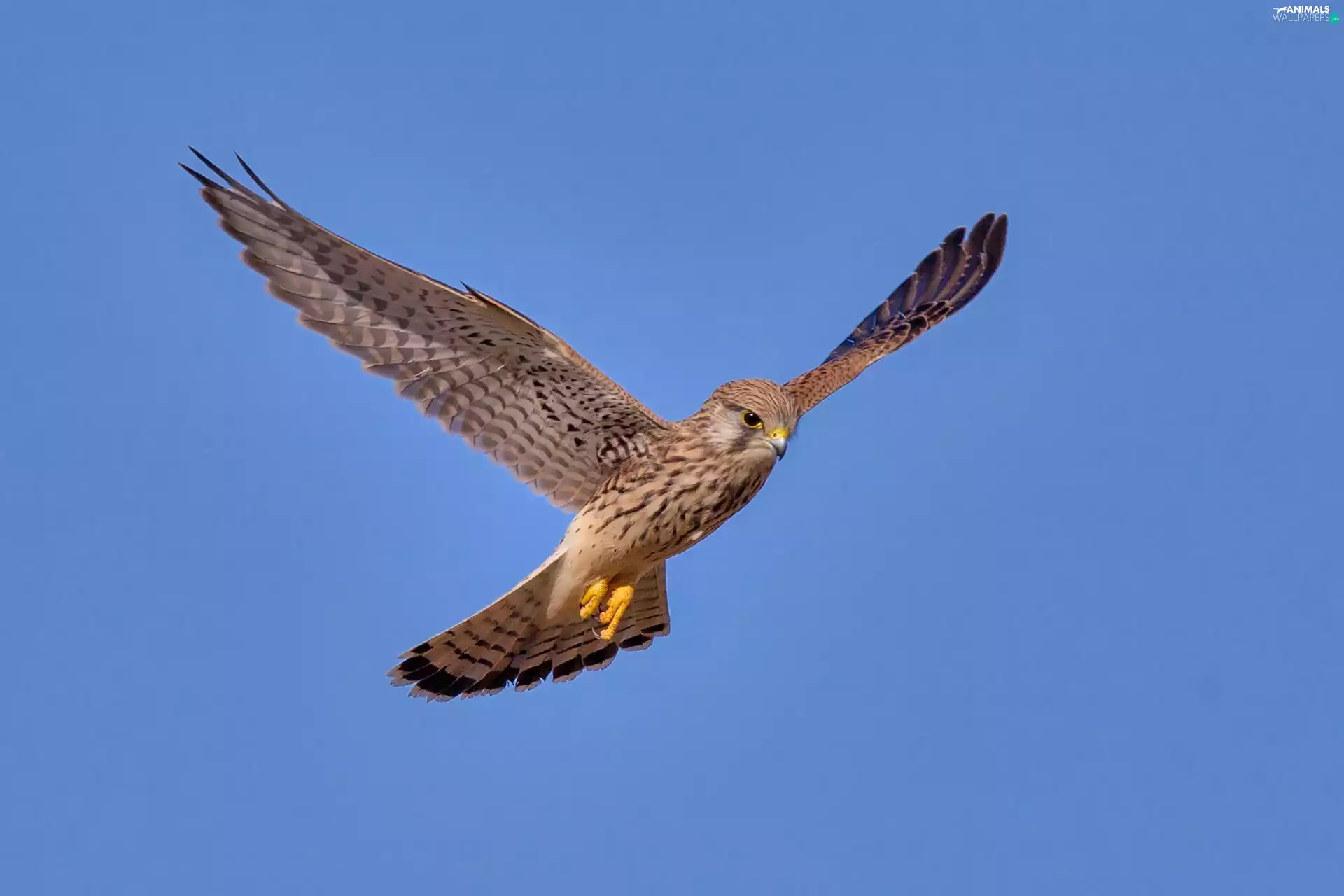 kestrel, flight