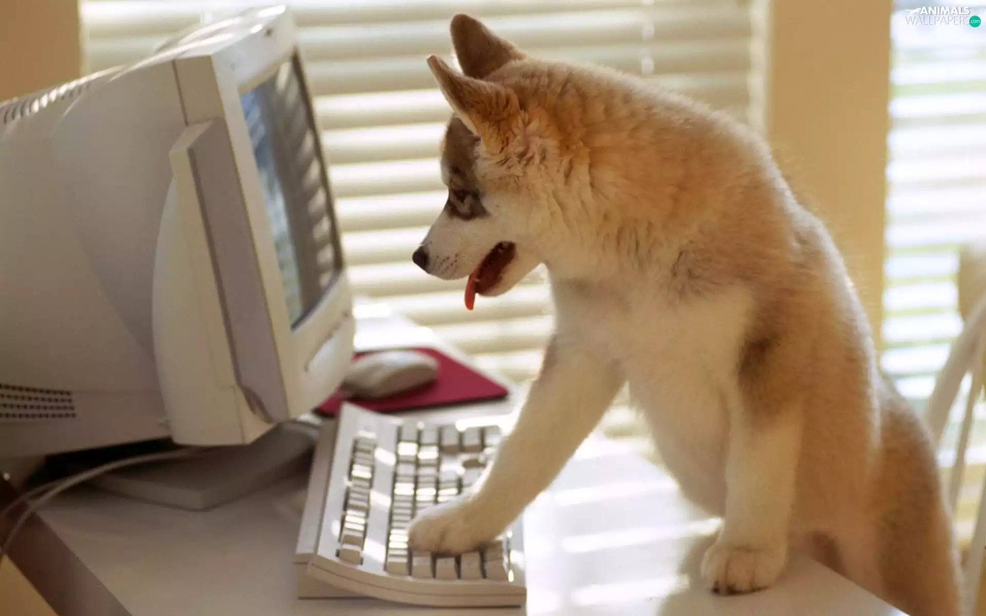 keyboard, doggy, PC