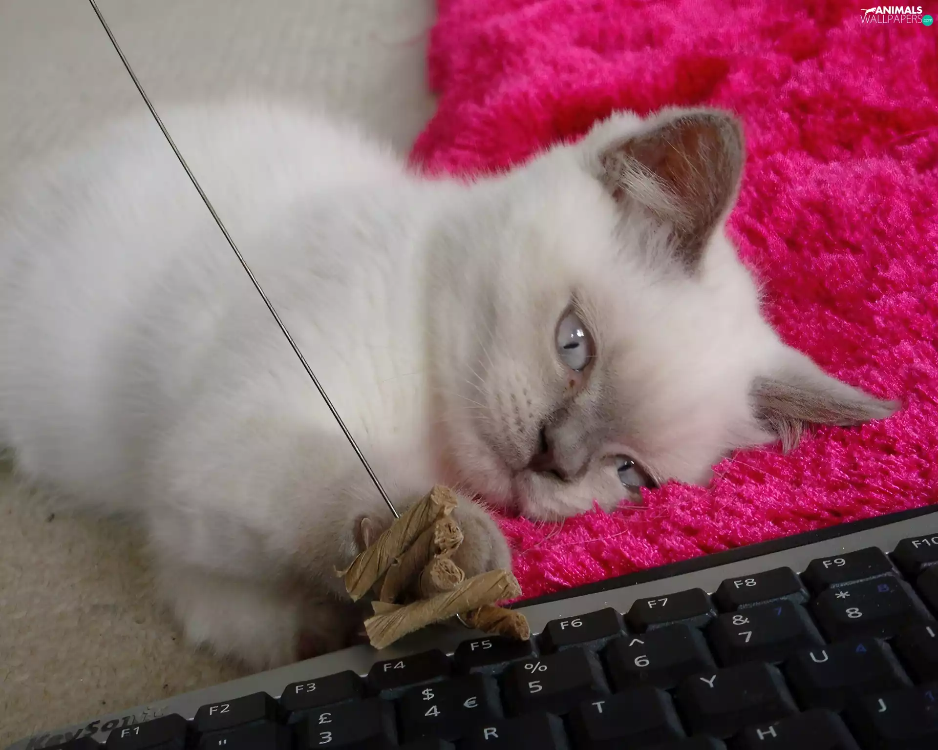 keyboard, cat, toy