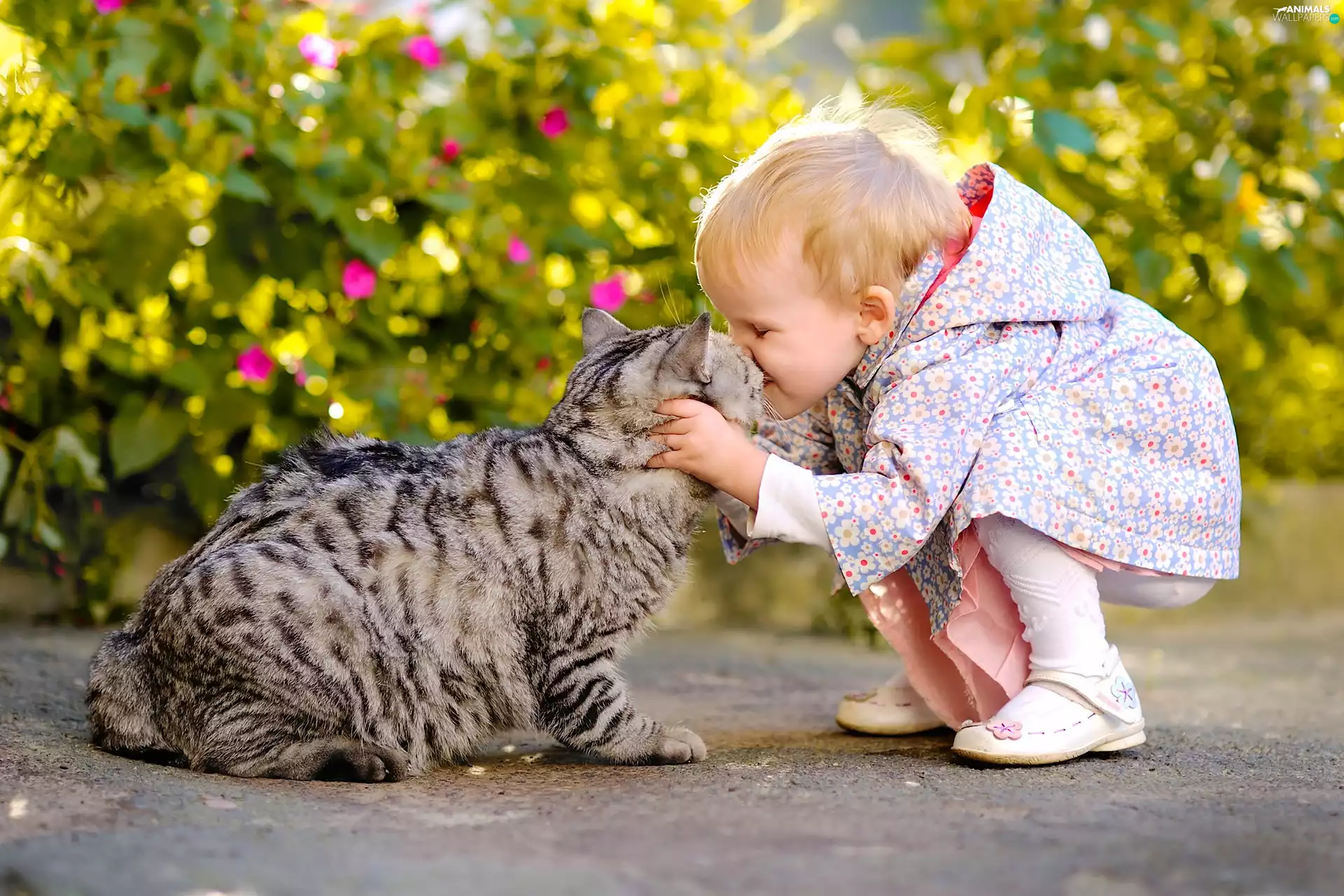 cat, cuddling, kiss, Kid