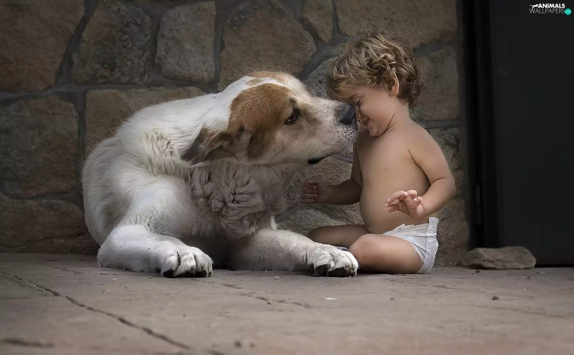 play, Kid, Central Asian Shepherd
