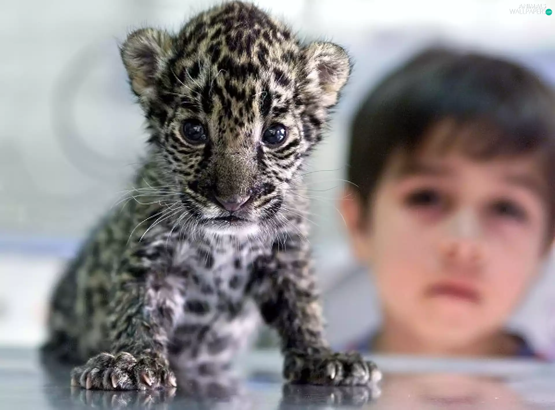 Kid, young, Leopards