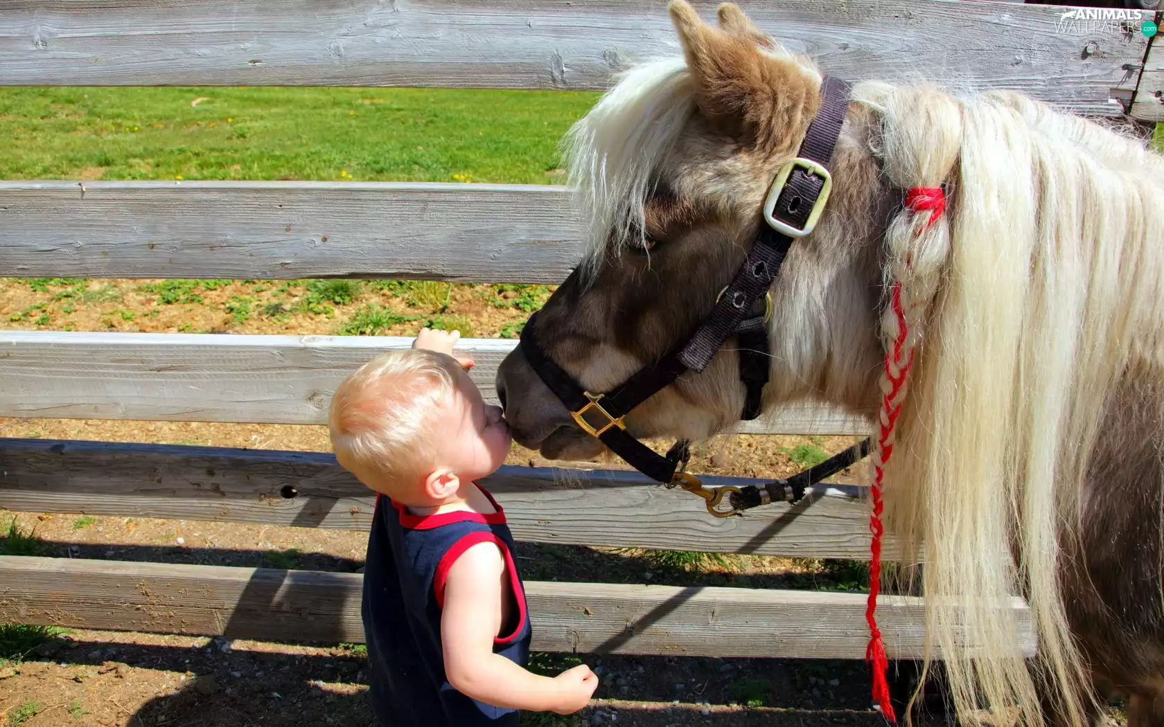 Kid, pony