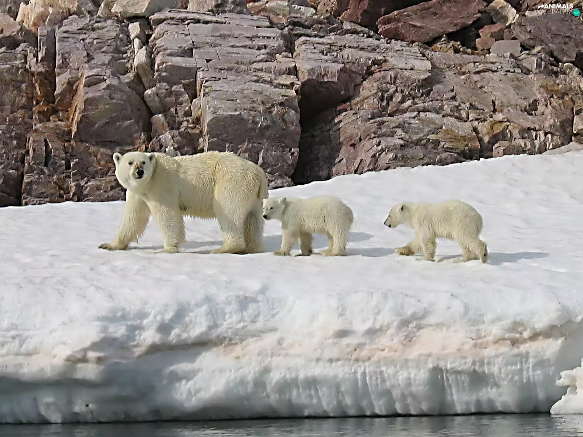 Icecream, Rocks, mother, Kids, Polar Bear