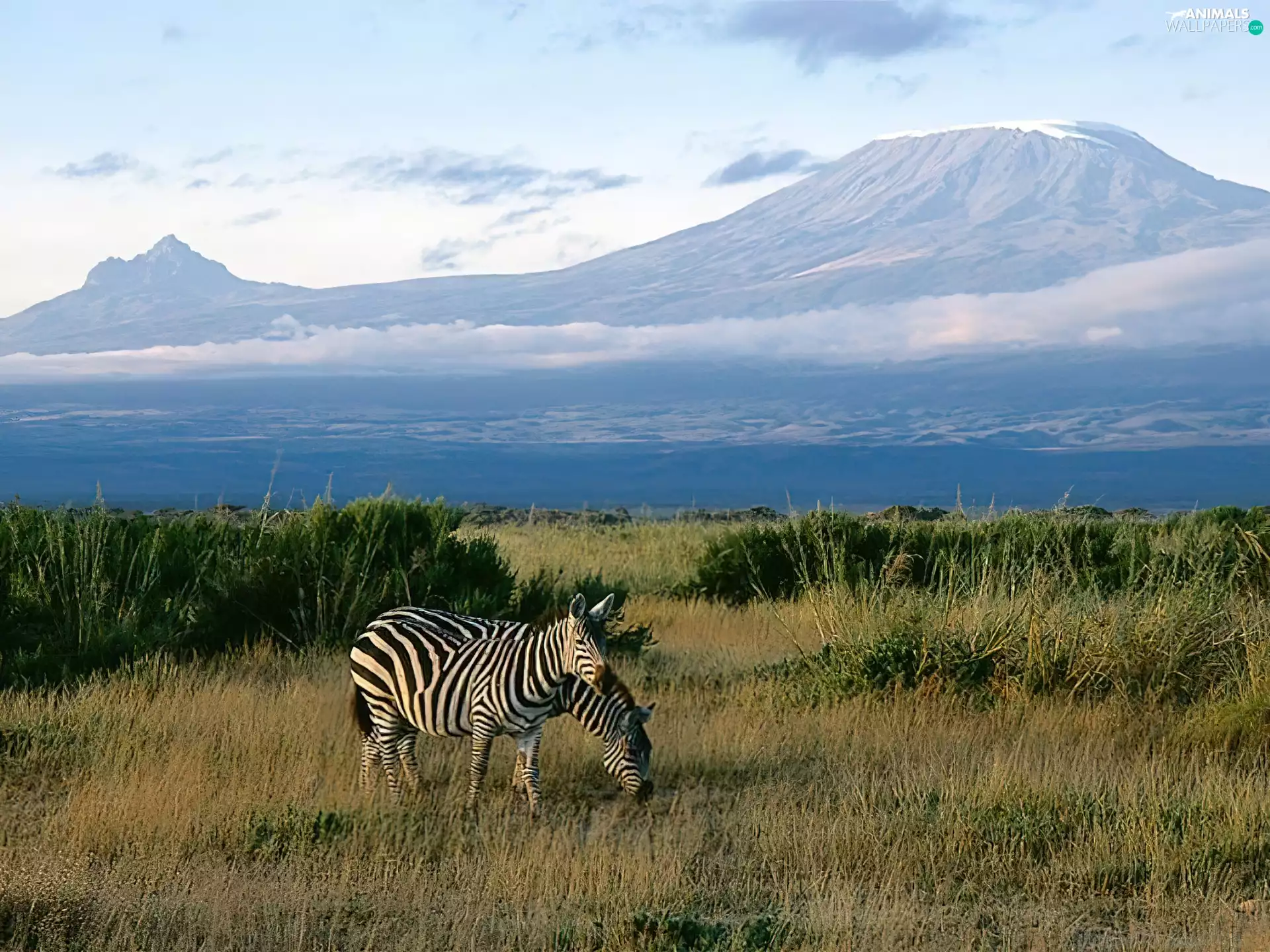 Kilimanjaro, Zebra, mountains