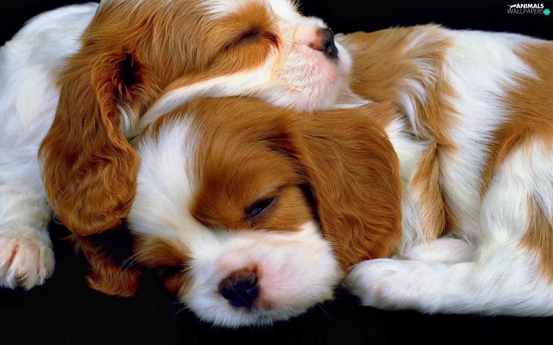 Sleeping, race, Cavalier King Charles spaniel, puppies