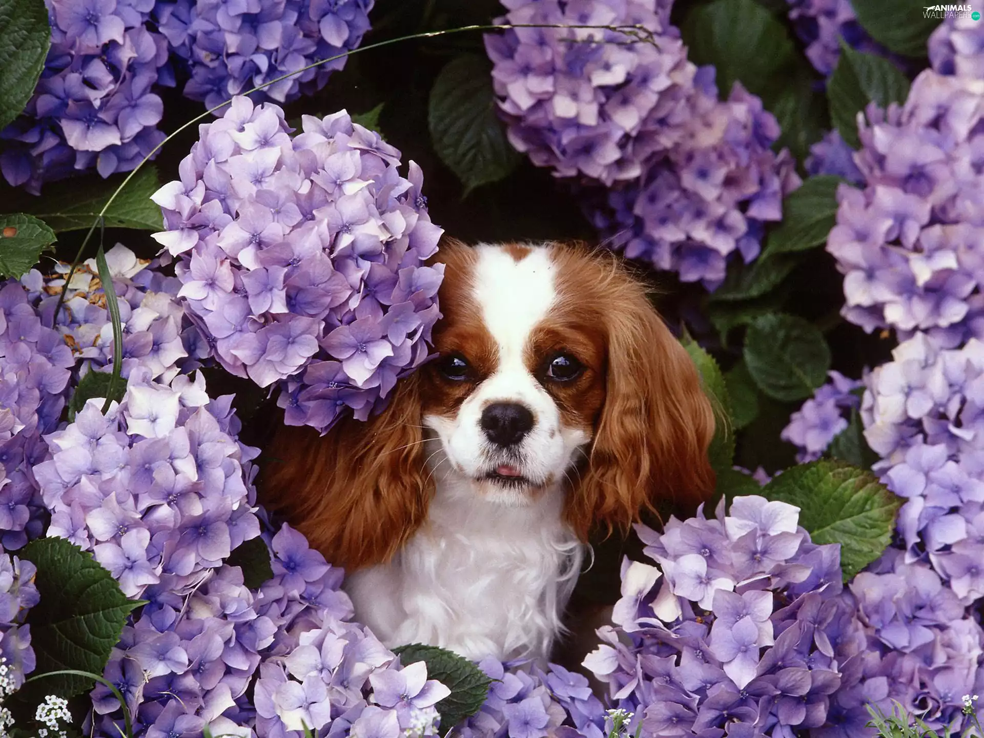Flowers, King Charles Spaniel, purple