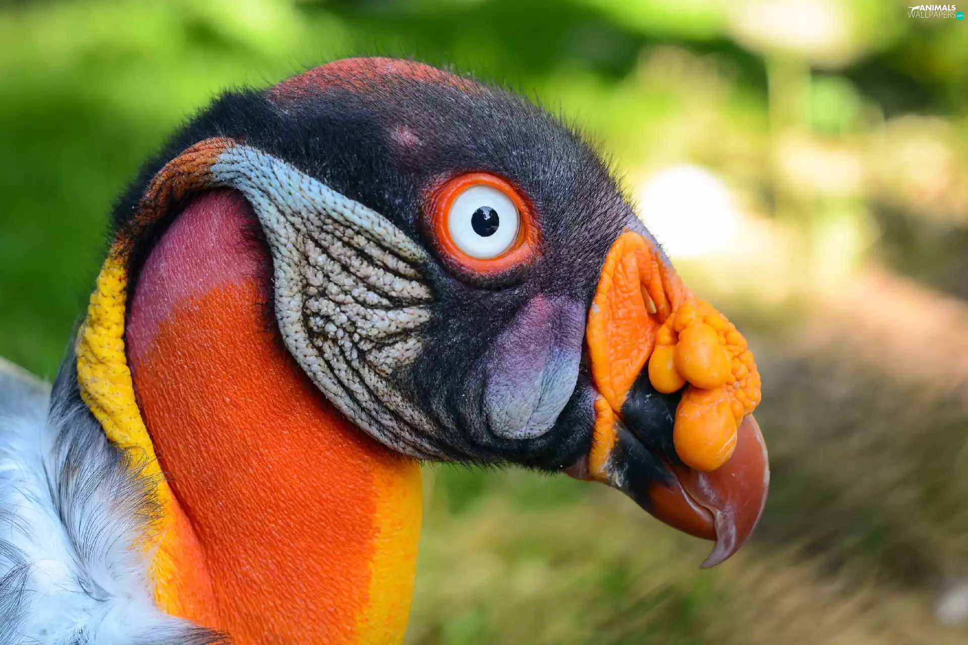 King Vulture, Head