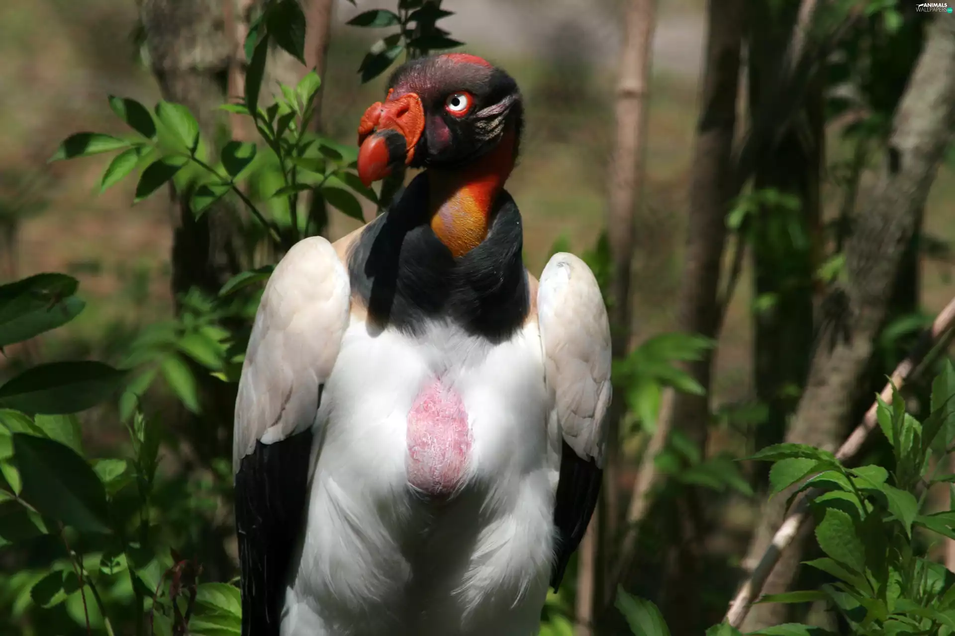 King Vulture