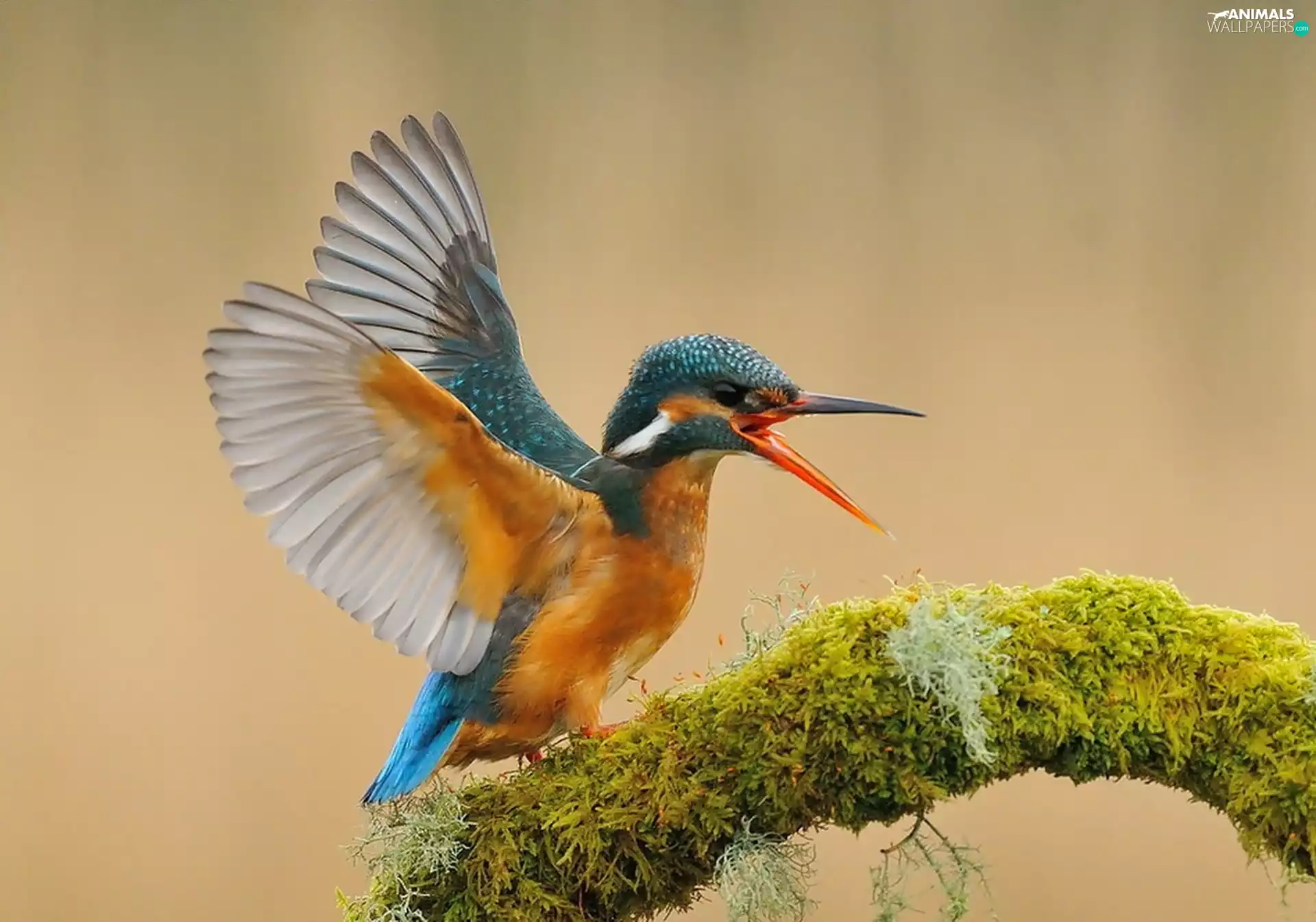 kingfisher