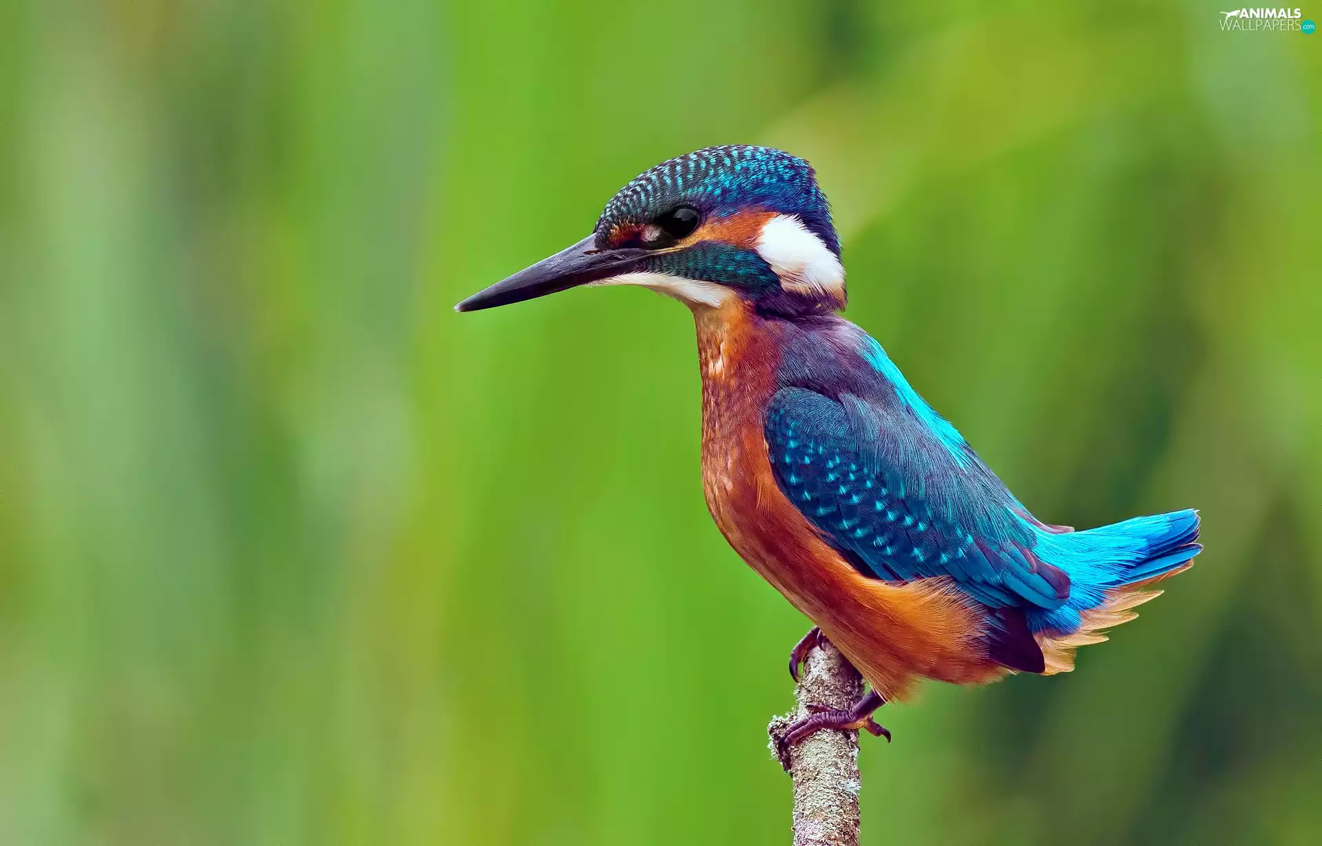 kingfisher