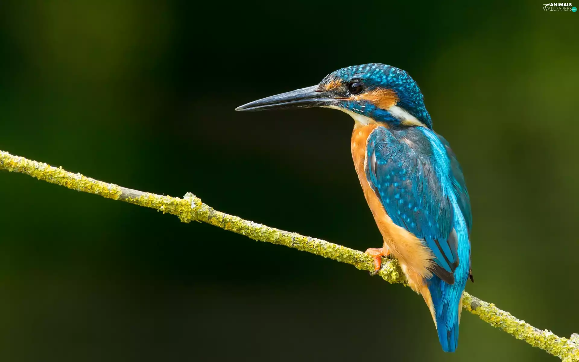 kingfisher